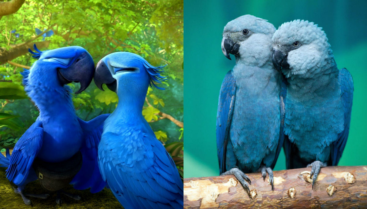 Голубой попугай Рио вымер