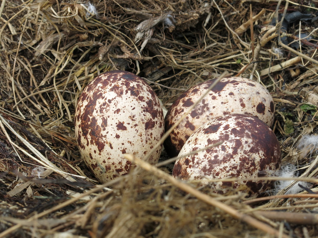 Osprey eggs. (flickr)