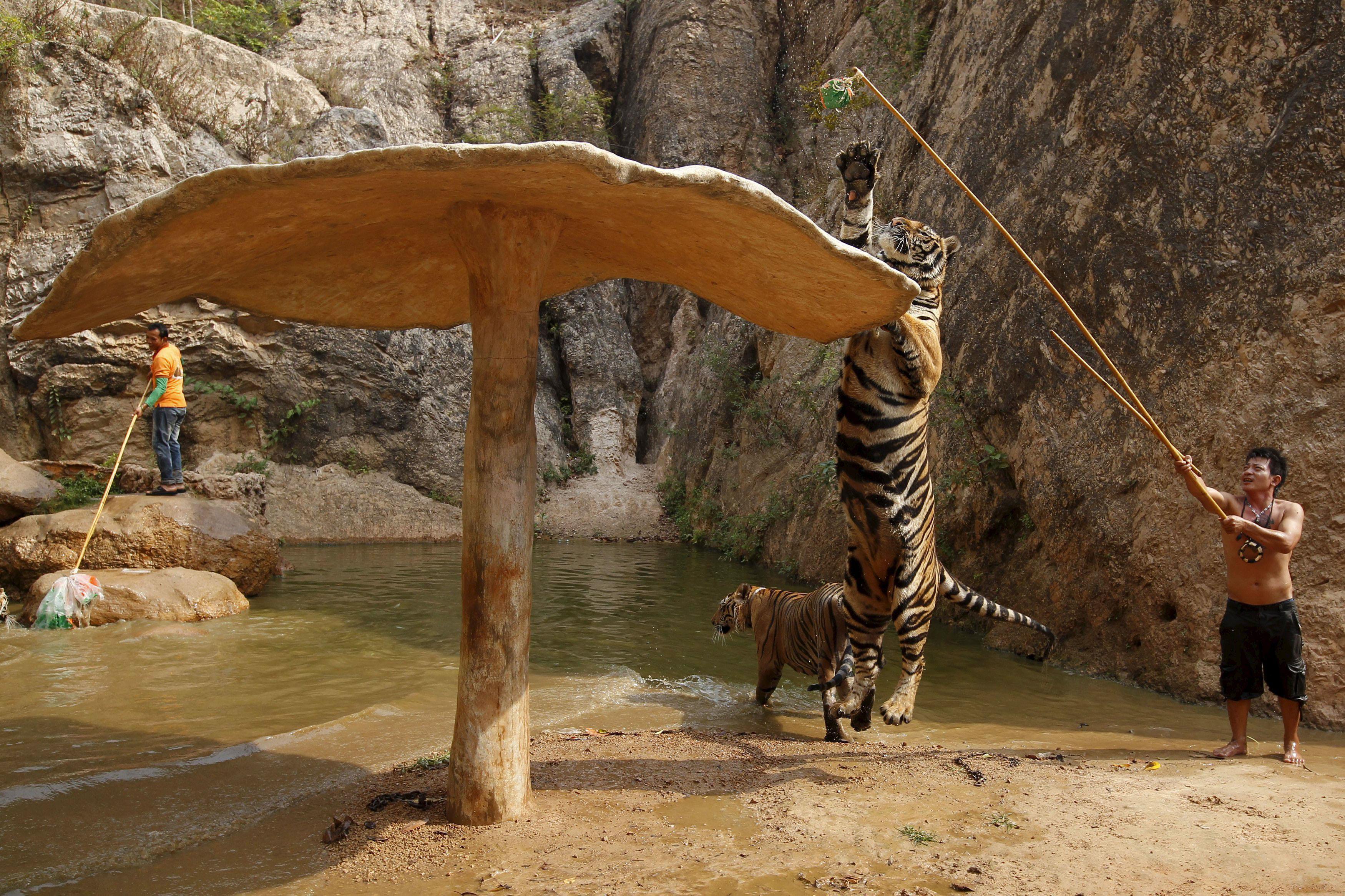 Spotlight: Thailand's Tiger Temple
