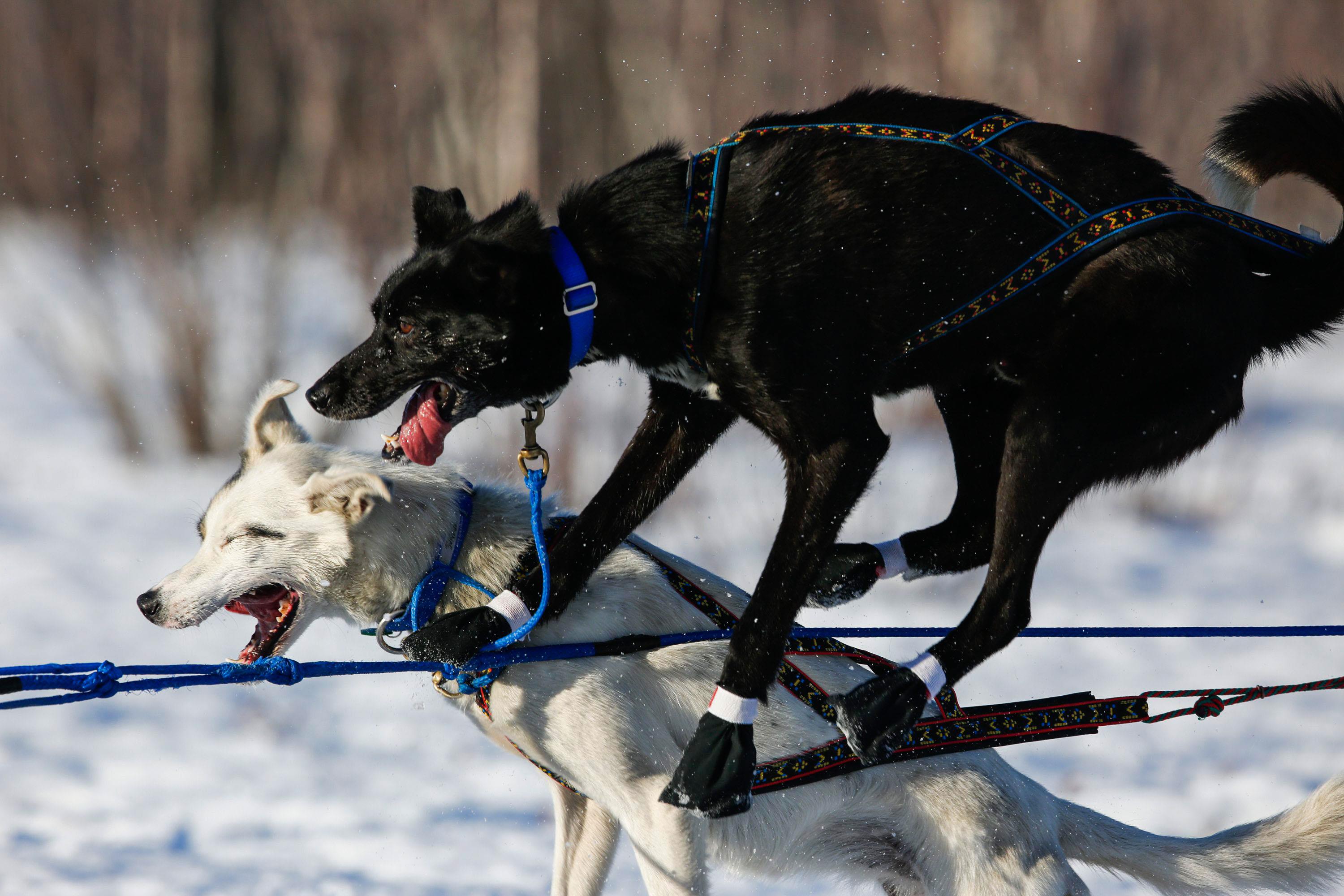 Martin Koenig's team gets tangled up after leaving the start chute at the restart of the Iditarod Tr