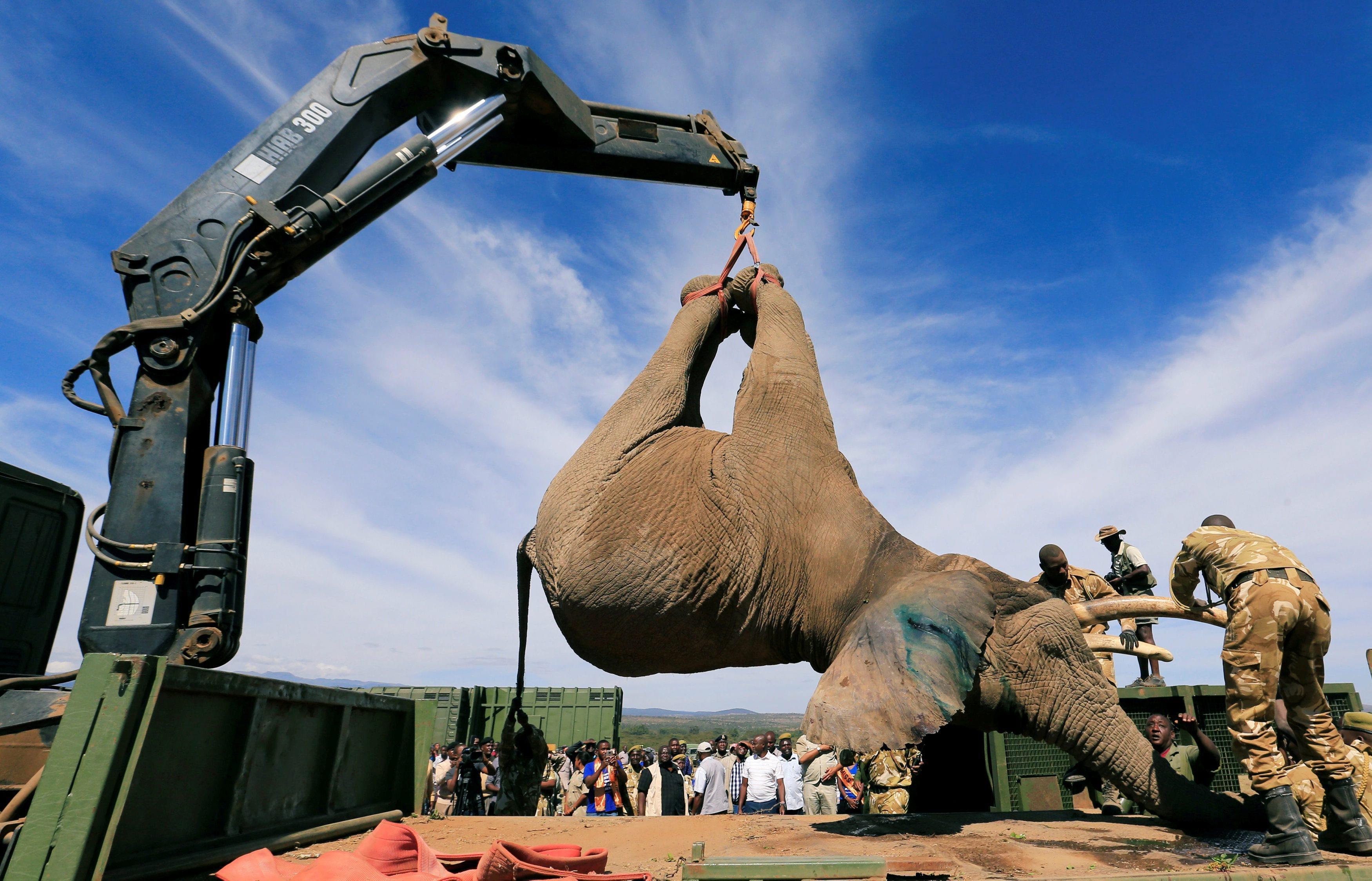 Kenya Wildlife Service rangers load a tranquillised elephant onto a truck during a translocation exe