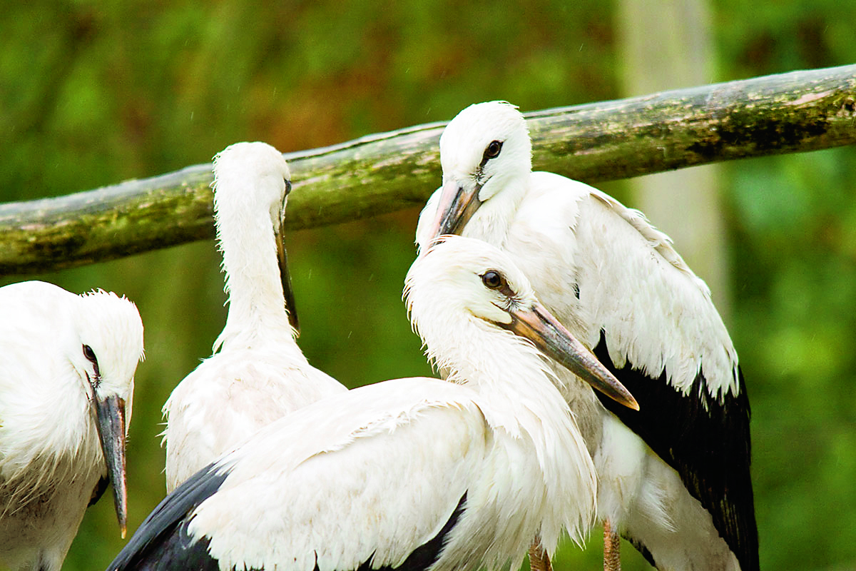 Fundacja Albatros w Bukwałdzie – azyl dla dzikich ptaków