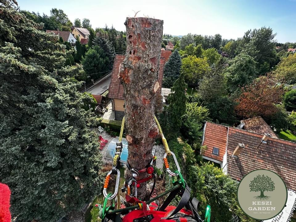 Szédítő magasságból kezdték feldarabolni az óriásfenyőt – fotók