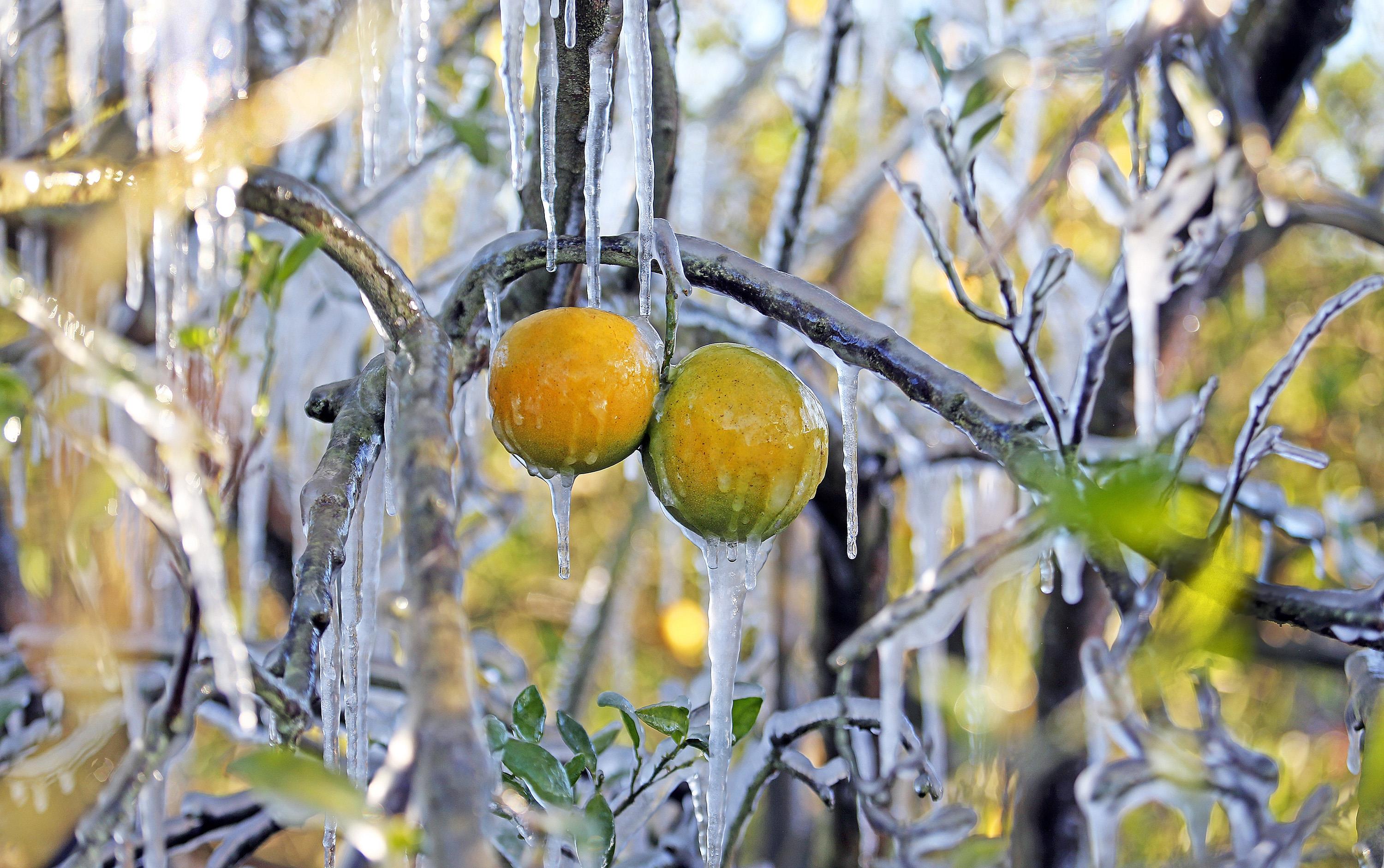 Florida Freeze Warning Issued