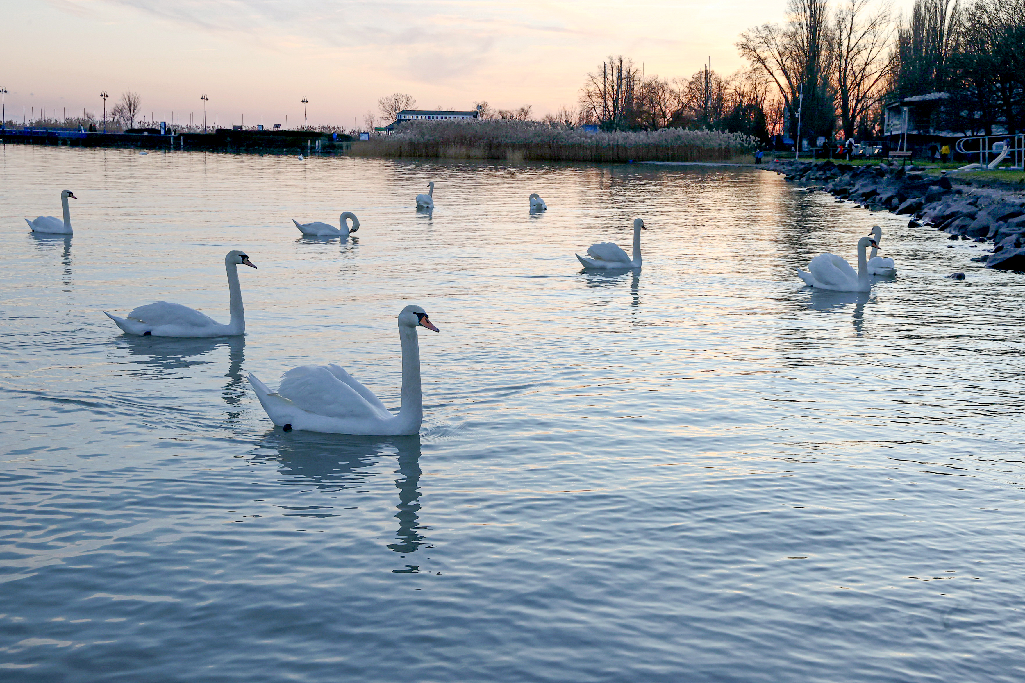 Rossz hír a belföldi nyaralóknak, idén is lehetnek bajok a Balaton vizével