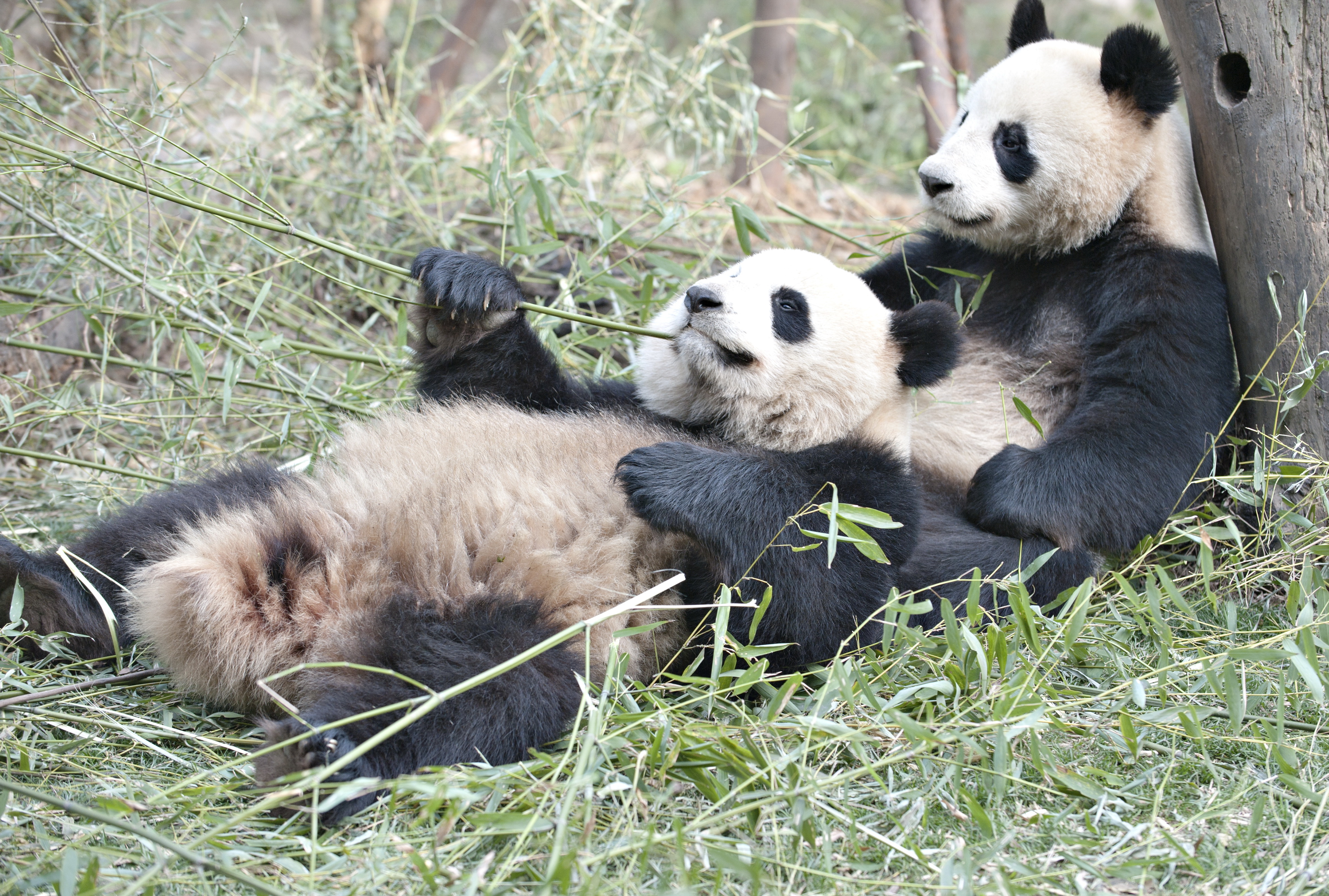 A párkapcsolat rovására mehet a pandaszindróma - Blikk