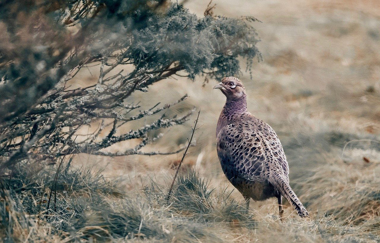 A fácán helyett a társát lőtte meg sörétessel egy vadász Borsodban