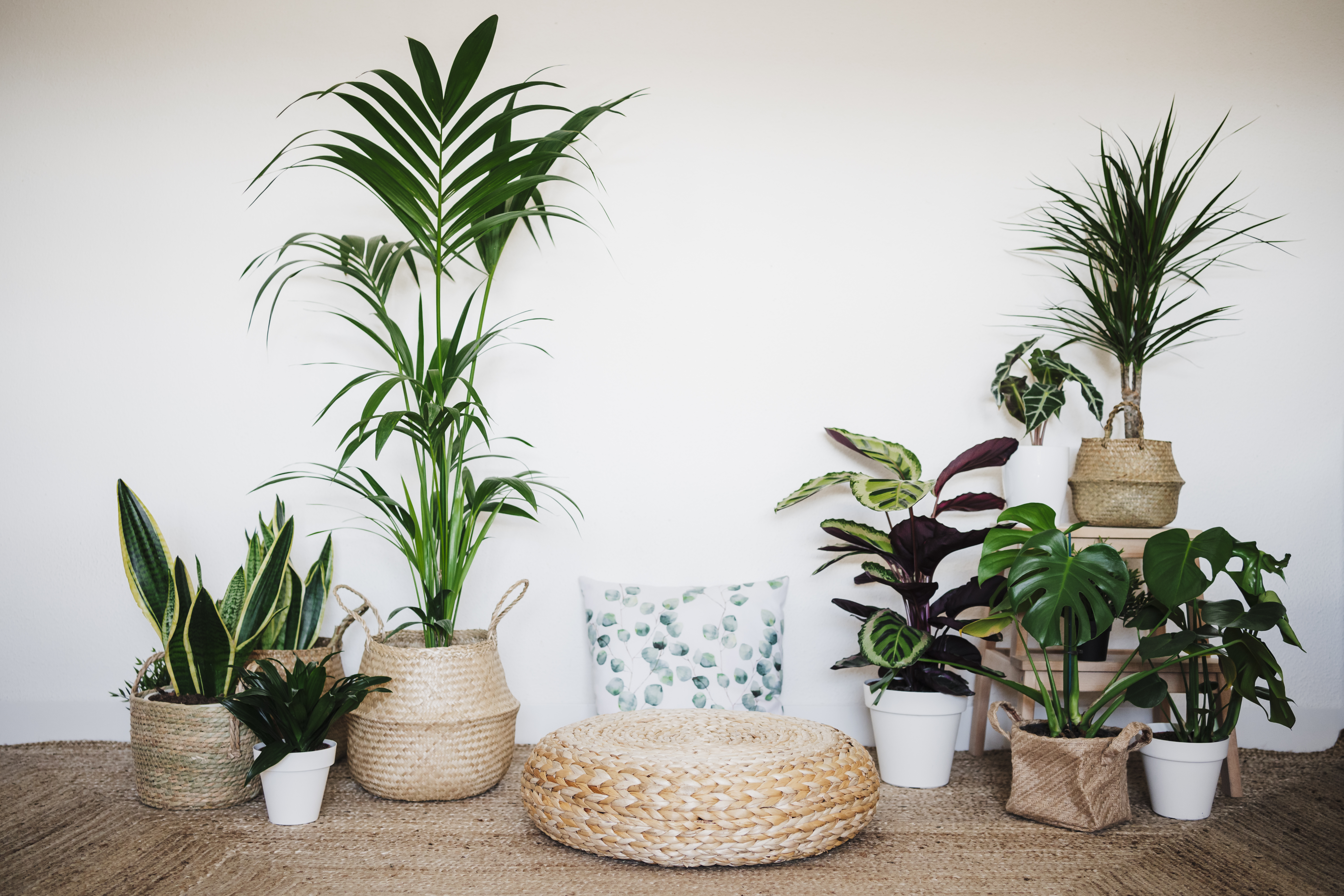 8 szobanövény, amely megtisztítja lakásod levegőjét - kiskegyed.hu