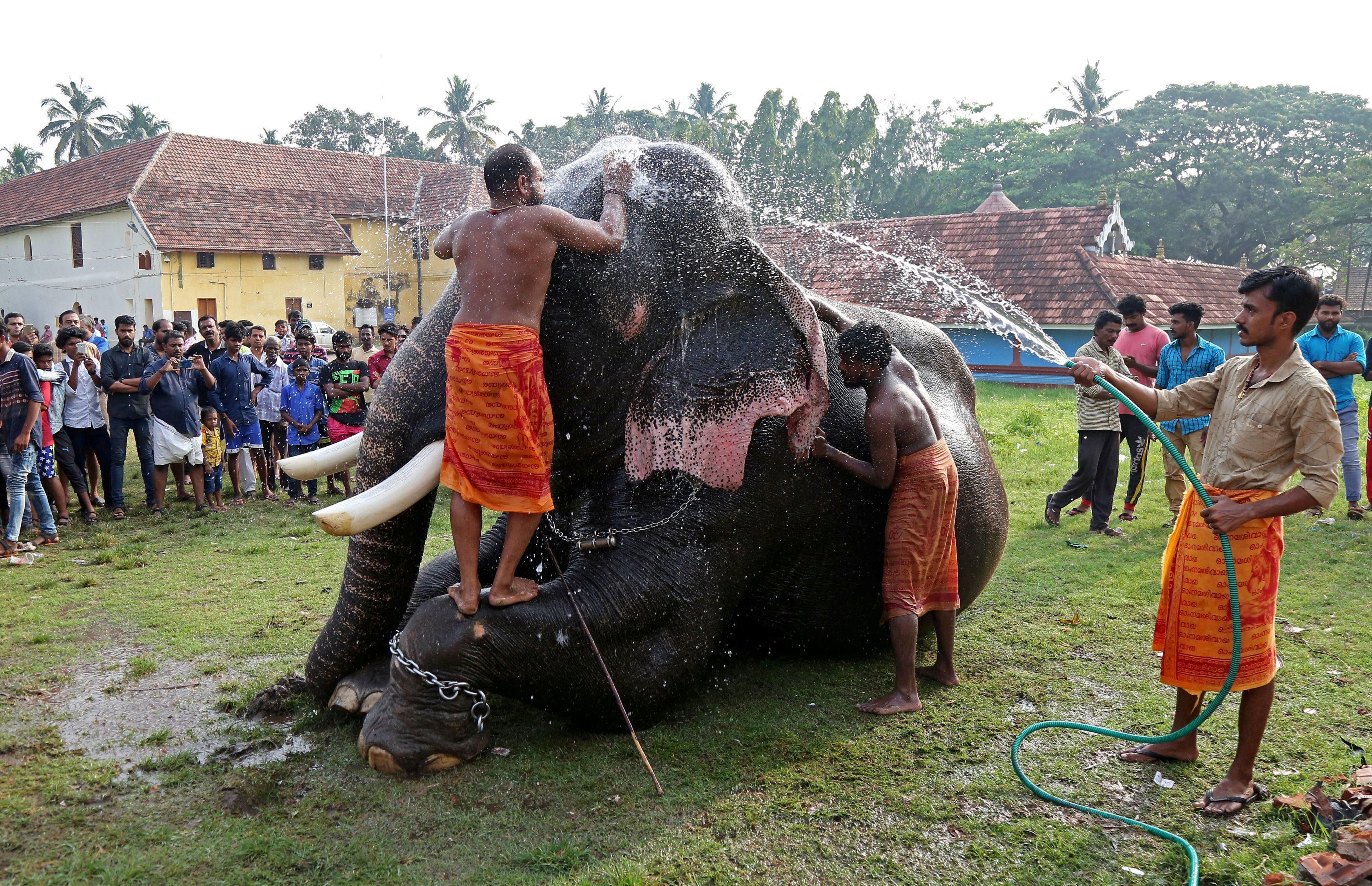 Mahouts bathe an elephant at a temple on the outskirts of Kochi