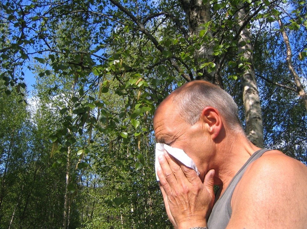 Erre allergiásak a legtöbben hazánkban: elkezdődött a nyírfa virágzása |  EgészségKalauz