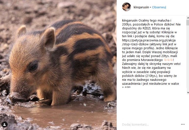 Kinga Rusin tak bardzo zaangażowała się w walkę o dziki, że przyjęła wyzwanie, jakie na Instagramie rzuciła jej jedna z fanek:
@dobosz.daga rzuciła mi wyzwanie pod ostatnim postem, żeby połączyć WOŚP z dzikami dla dobra obu spraw. Zaproponowała, żebym przekazała na Orkiestrę (WOŚP), zamiast jakiś swoich rzeczy, konkretną kwotę 10.000 zł, jeśli uda się nam zebrać 400.000 podpisów pod petycją avaaz przeciwko rzezi dzików. ***
A więc @dobosz.daga WCHODZĘ W TO!!! Jeżeli te same pieniądze mogą jednocześnie wspomóc Orkiestrę i zmotywować moich fanów do walki z decyzją o całkowitym wybiciu dzików, to tak - jest warto.
