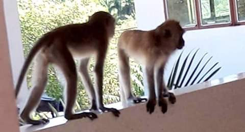 Monkeys raid Thailand college in search of food