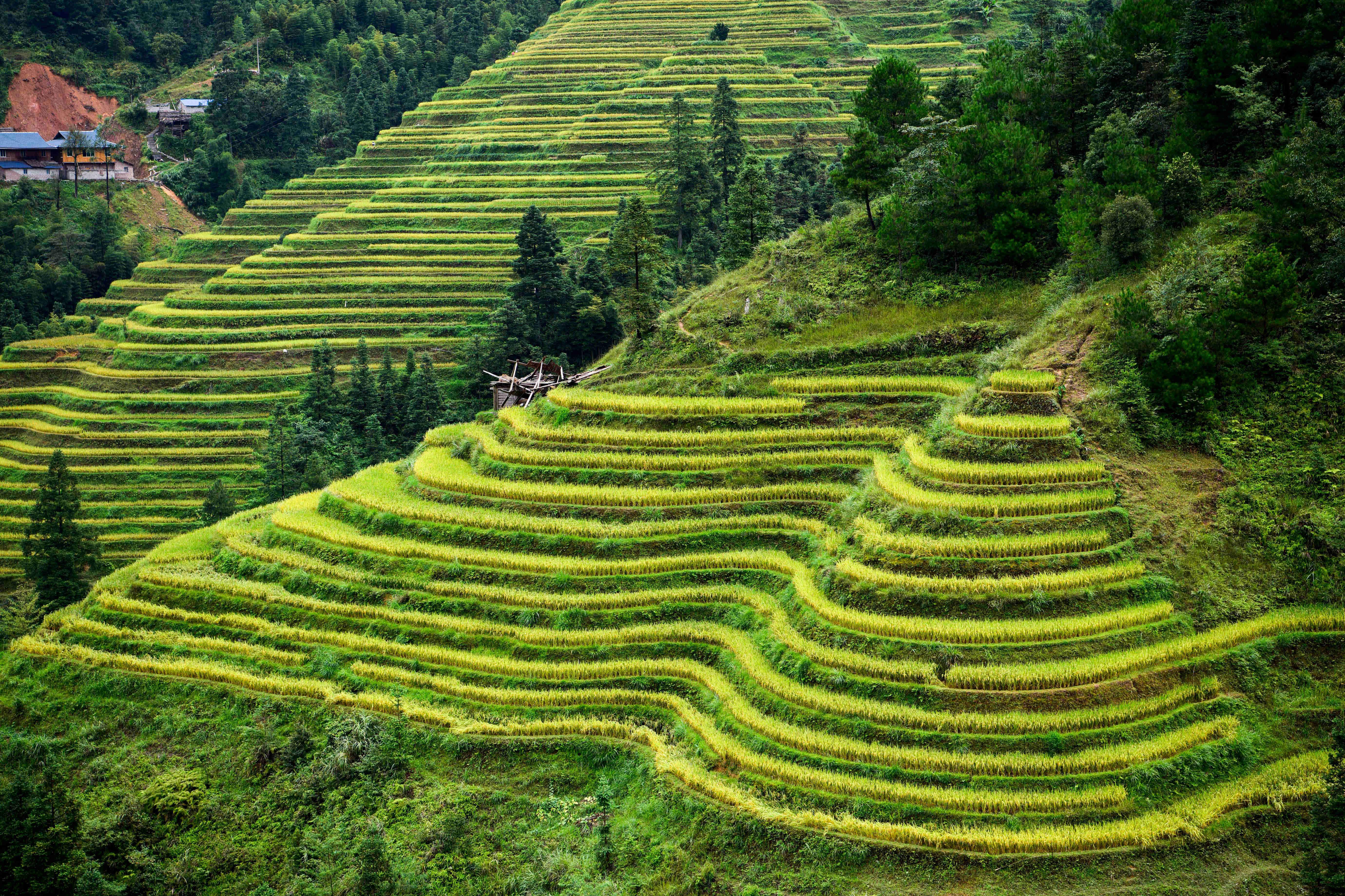 Terraced Fields In Congjian, China
