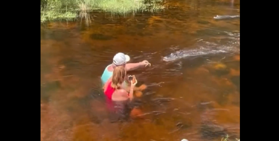 Rákattant az internet népe: videón, ahogy aligátort etet ez a floridai férfi
