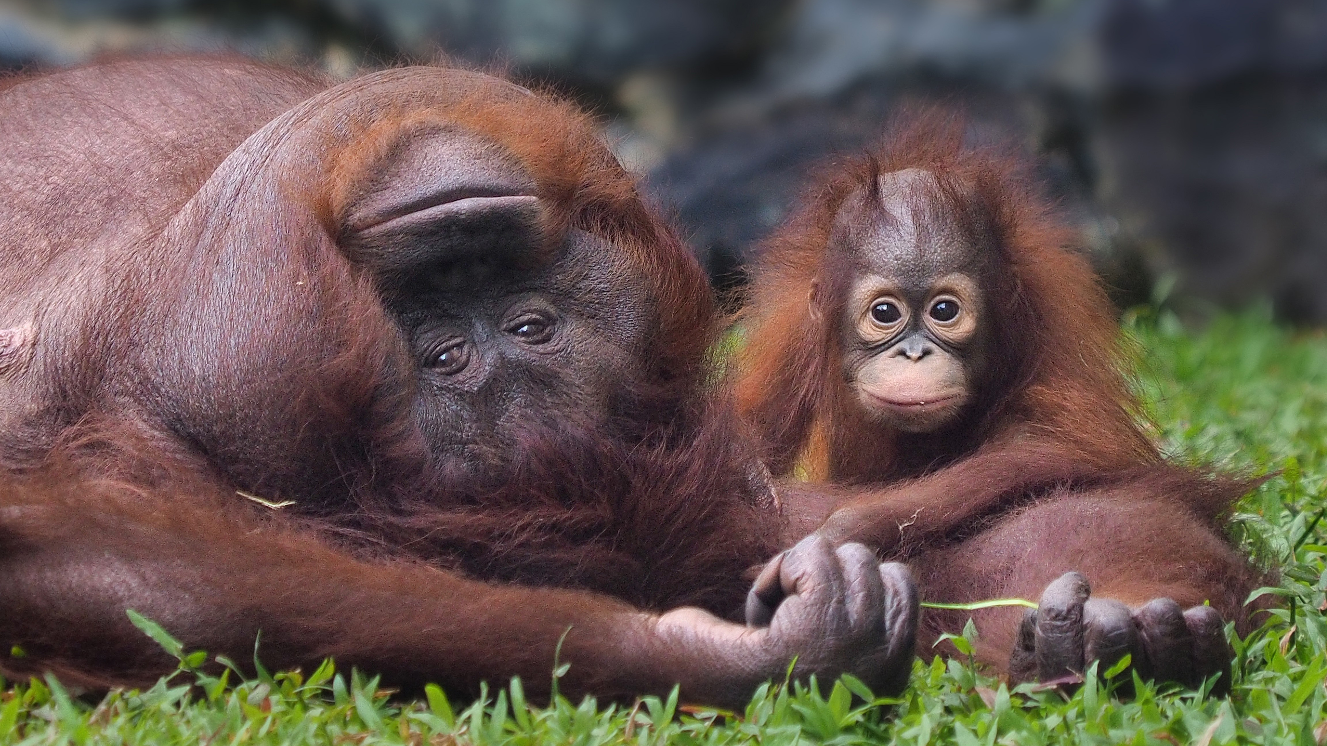 Napi cuki: így játszik a kis orángután az anyukájával - fotók