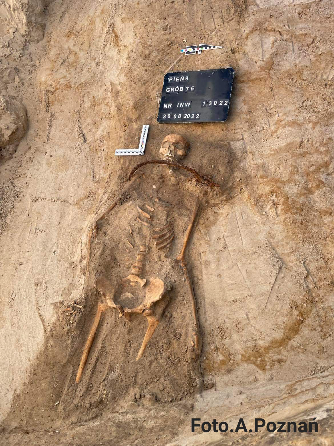 Groby z podbydgoskiej wsi: ok 20-letniej Zosi, pochowanej z sierpem przy szyi. Zdjęcia dzięki uprzejmości TSE „EWOLUCJA”.