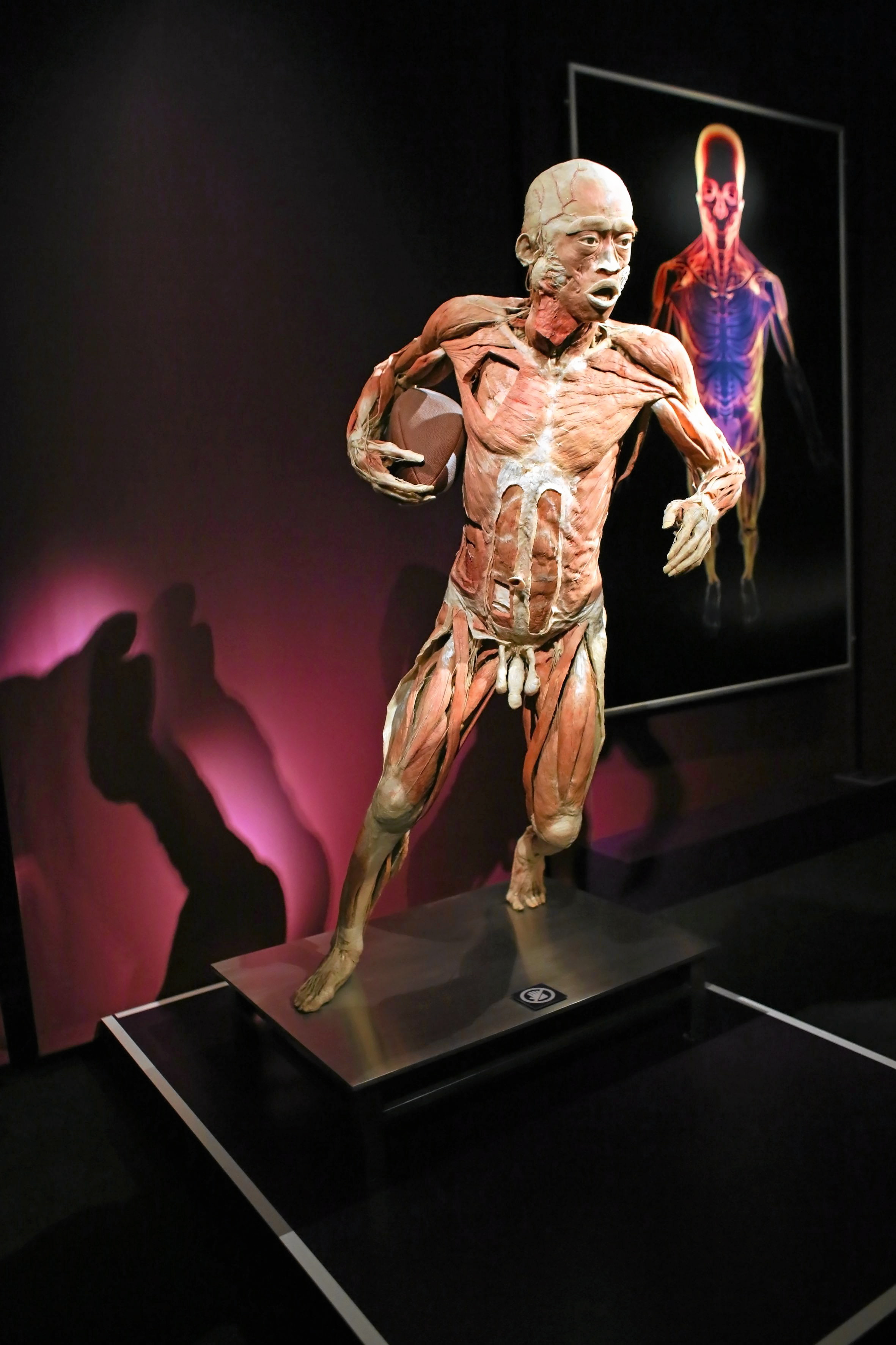 The Human Body