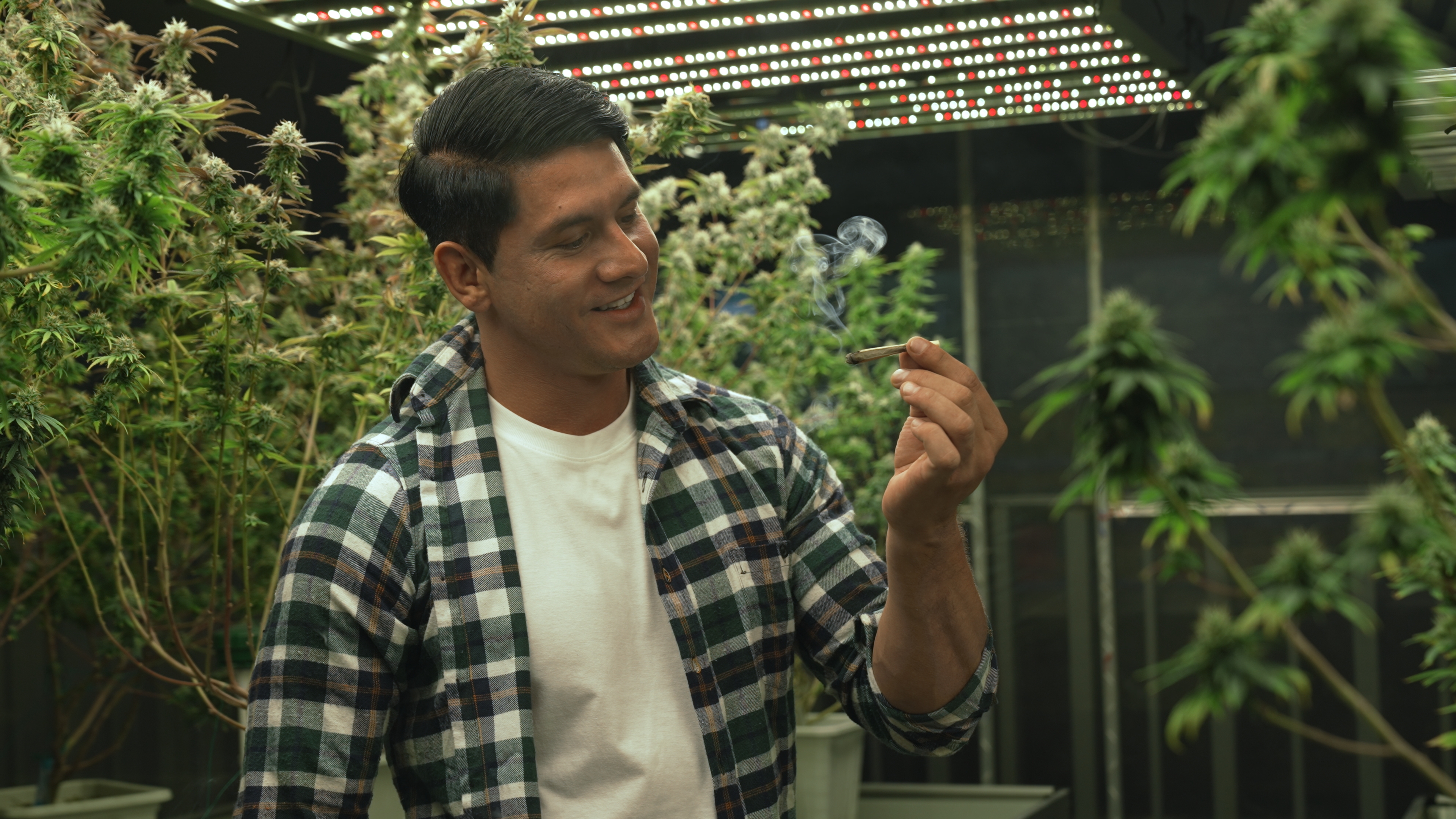 Döntött a kormány: küszöbön a fű legalizációja Németországban