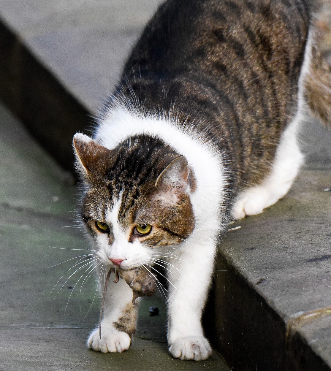 Az angol miniszterelnöki főegerész macska, Larry felhagyott az egerészéssel  - fotók - Blikk
