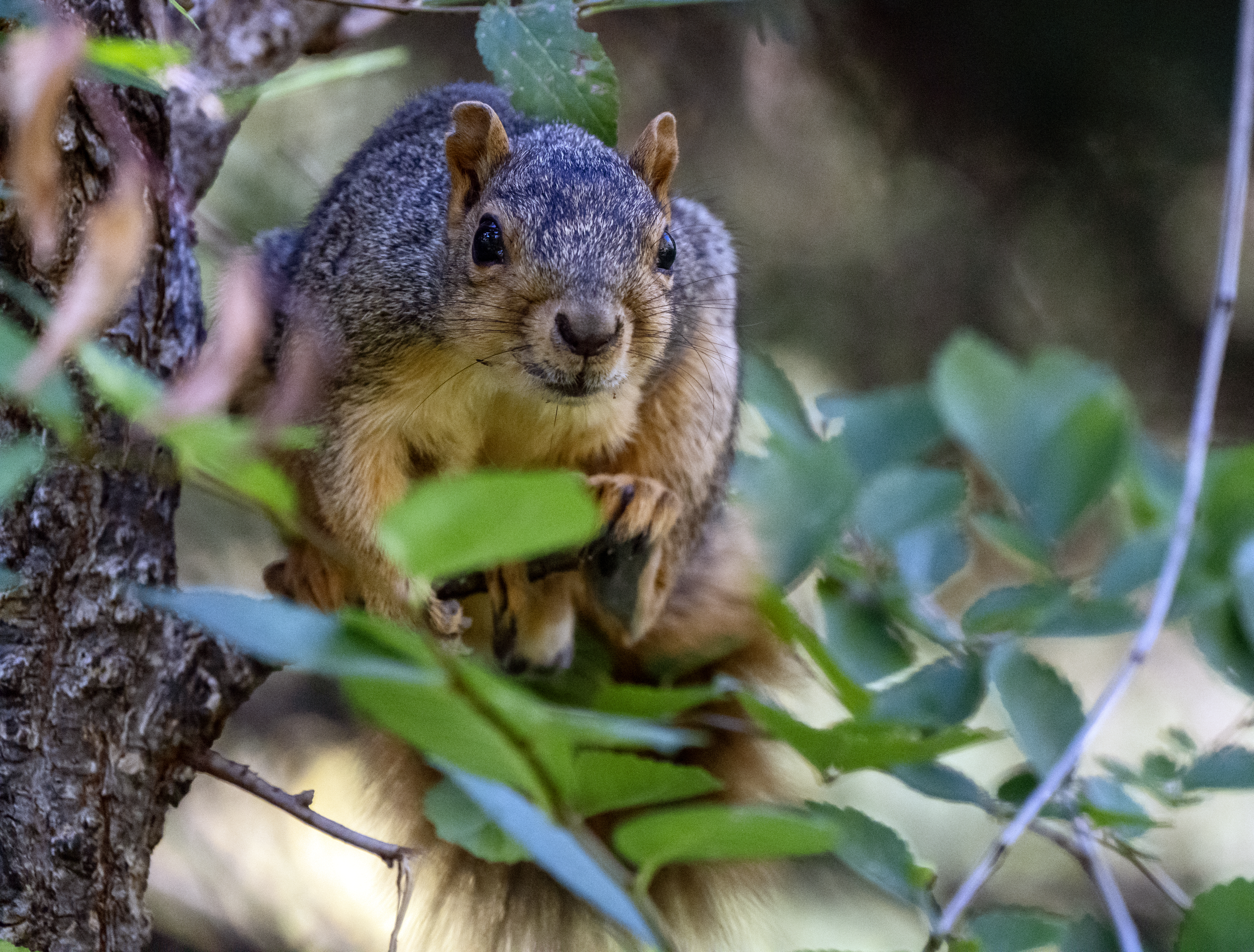Irány a Mókaliget! Megnyitott Budapest első mókus- és madárparkja – videó