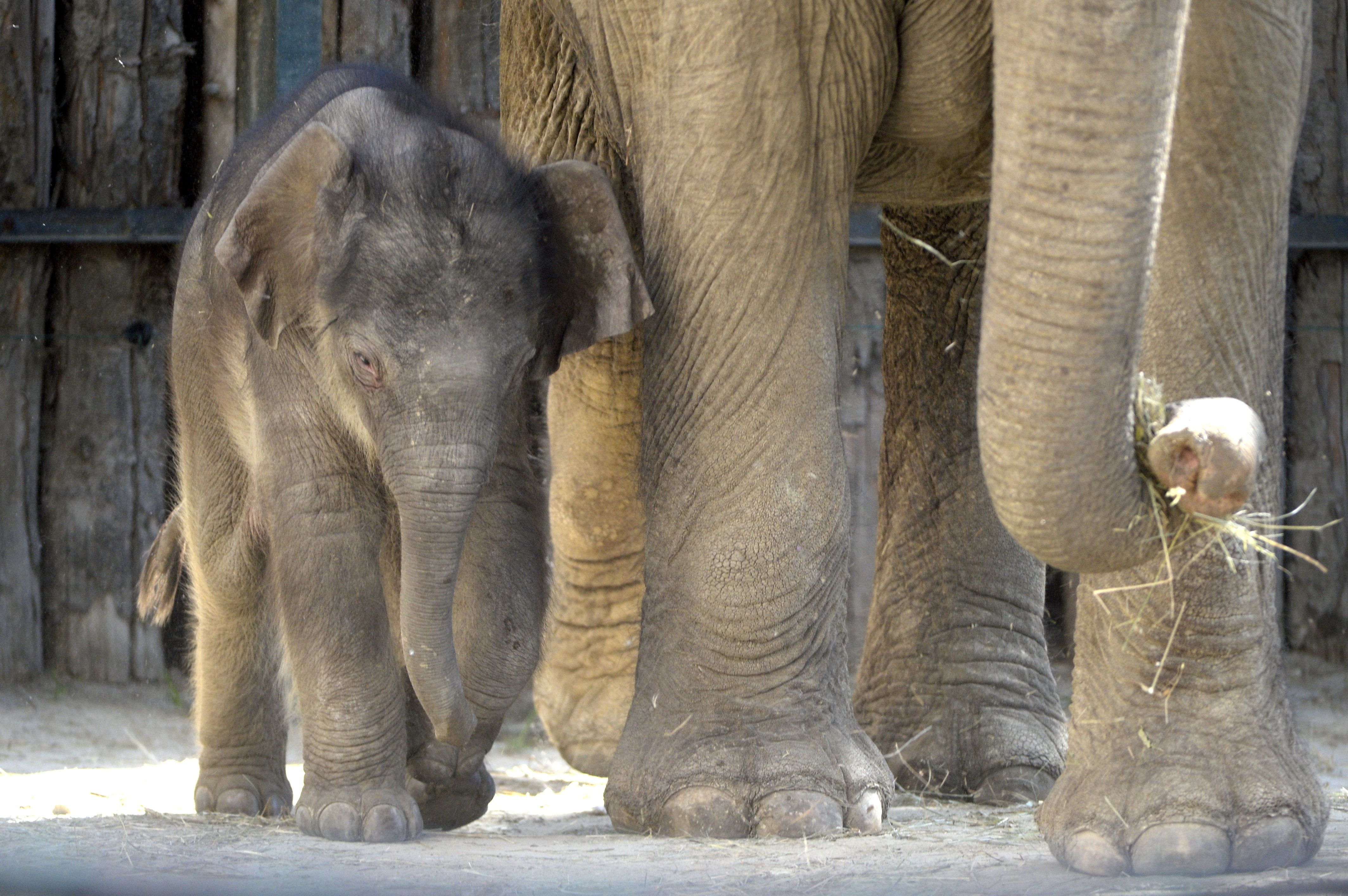Fotókon a budapesti állatkertben született kiselefánt - Blikk