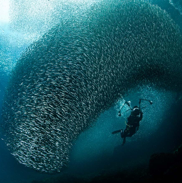 Underwater Photographer Of The Year konurs podwodne zdjęcia 