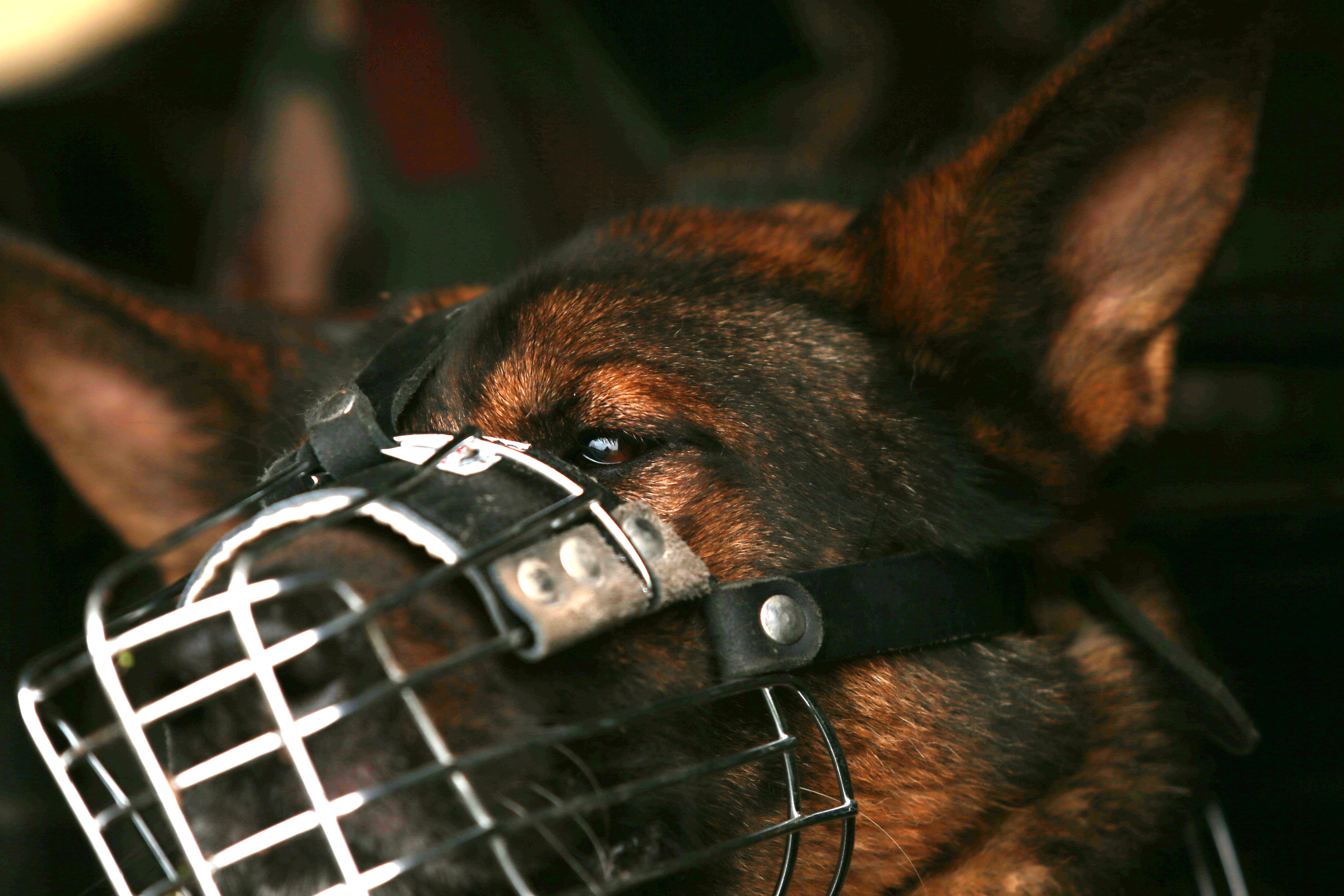 Dráma Kiskunhalason: kóbor kutyák támadtak meg egy háromgyerekes édesanyát - videó