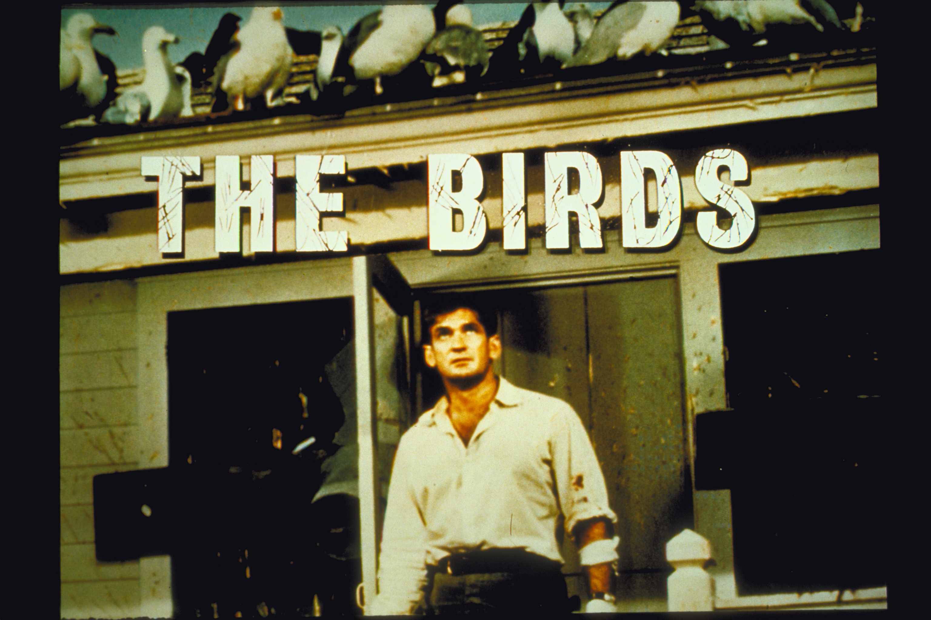 Rod Taylor w