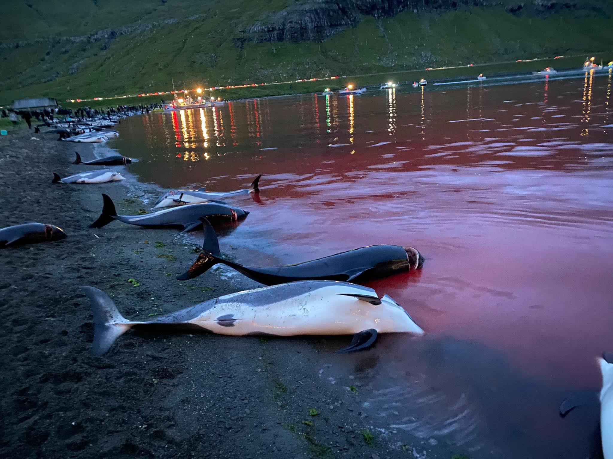 Rzeź delfinów na duńskich Wyspach Owczych