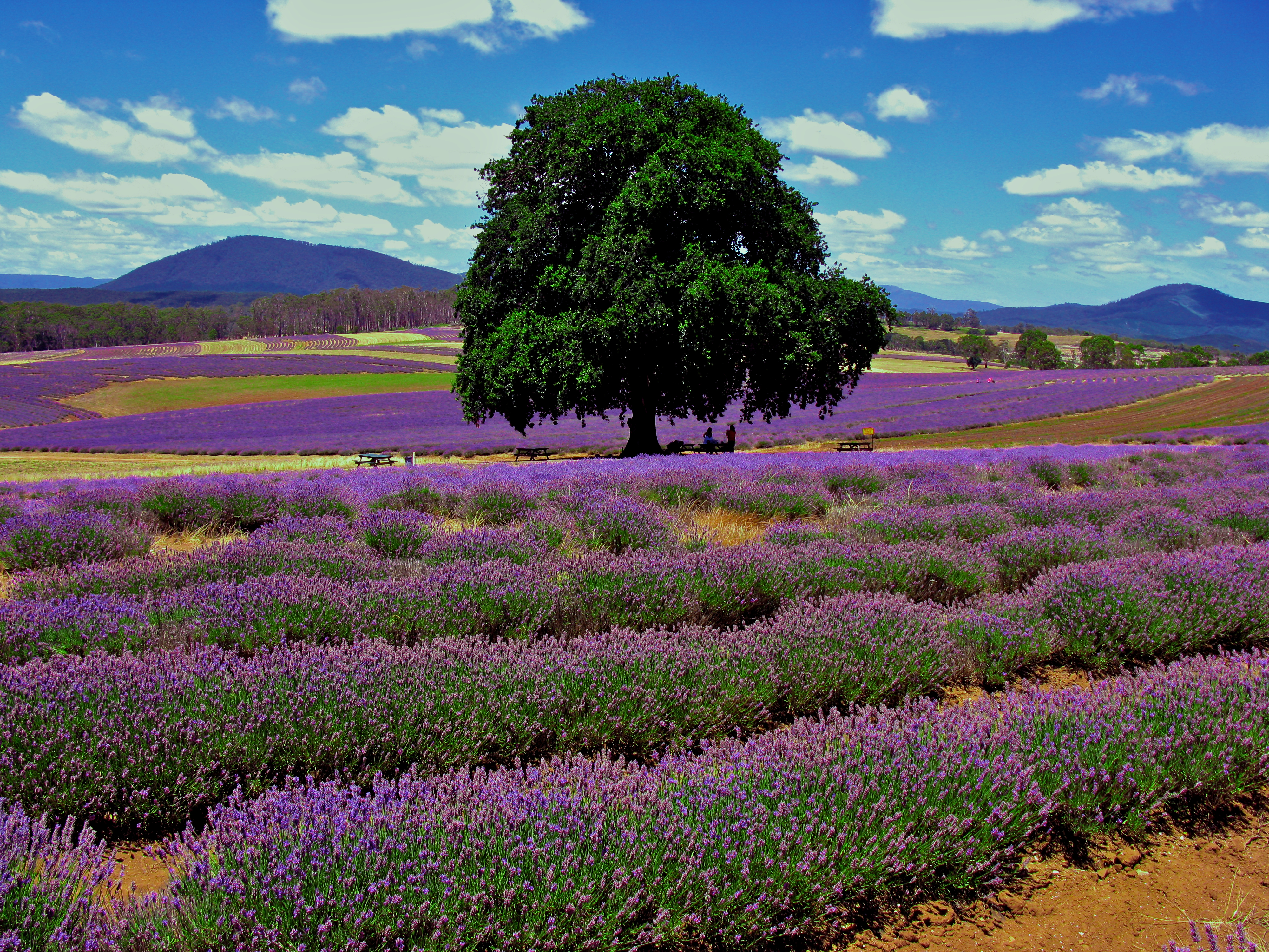 Tasmania