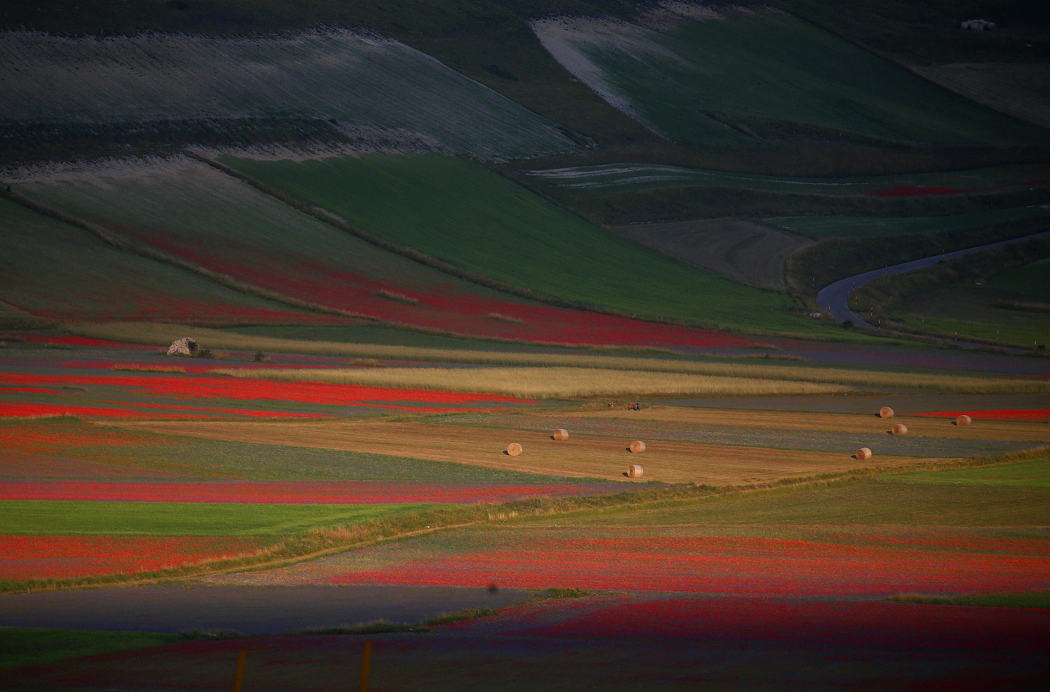 A view of fields of flowers during the annual blossom in Castelluccio di Norcia near Perugia