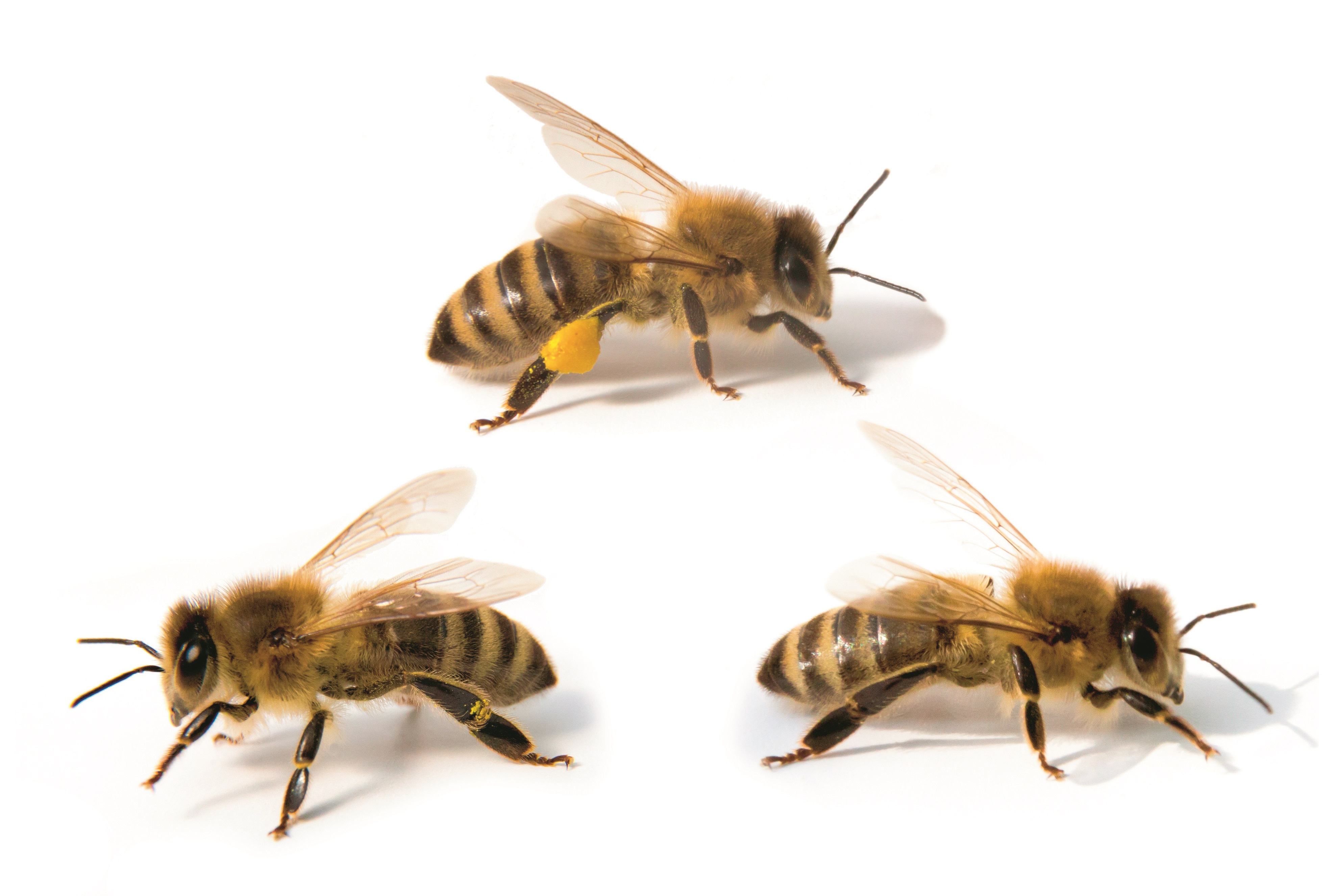 Użądlenie przez osę czy pszczołę dla niektórych może skończyć się tragicznie.