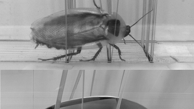 Robot inšpirovaný švábmi si lepšie poradí s prekážkami