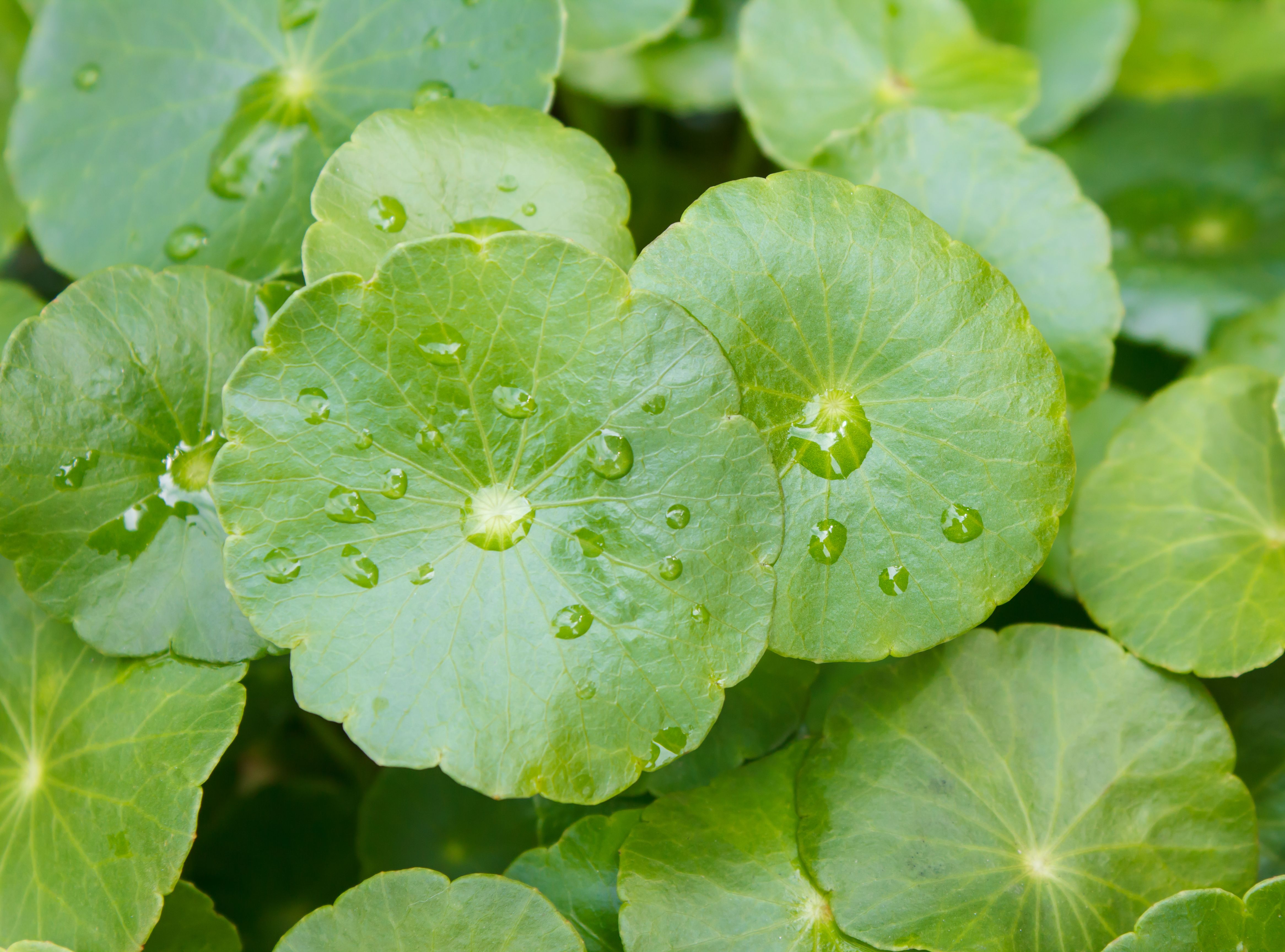 Gotu kola