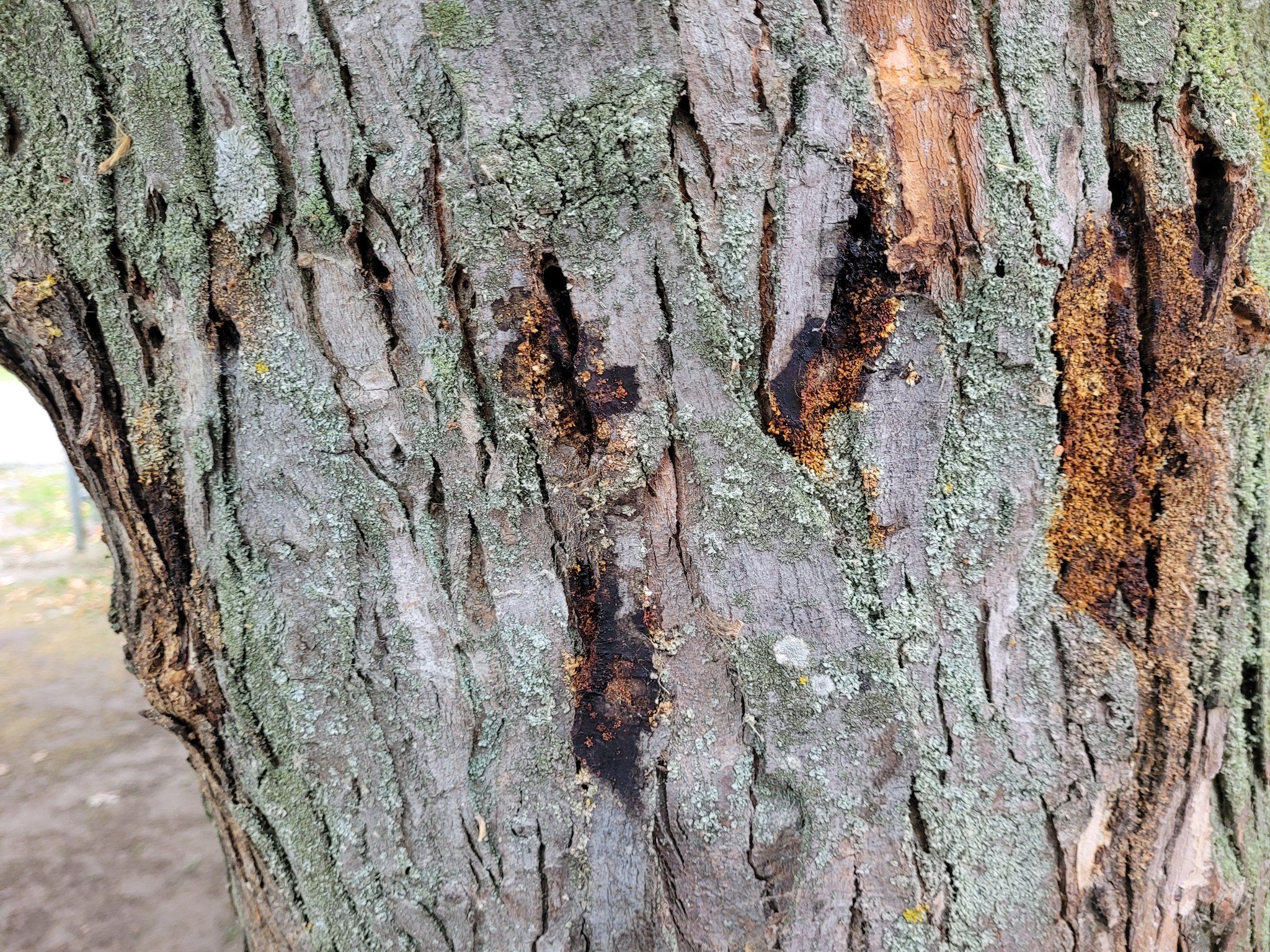 Mi van az emberekkel? Szándékosan mérgezik a fákat a Balatonnál: Csopak polgármestere teljesen kiakadt