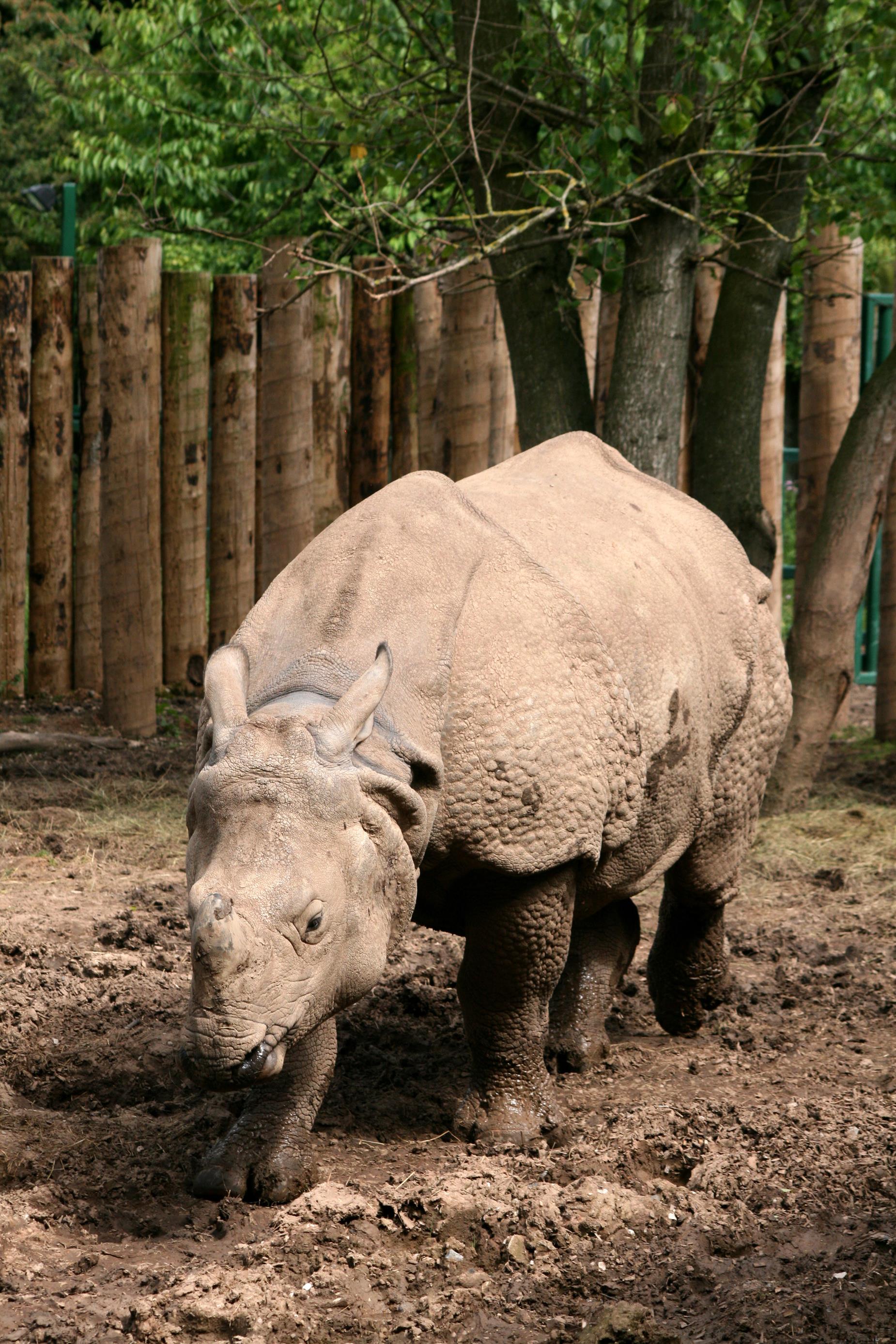 Asian Great One-horned Rhinoceros