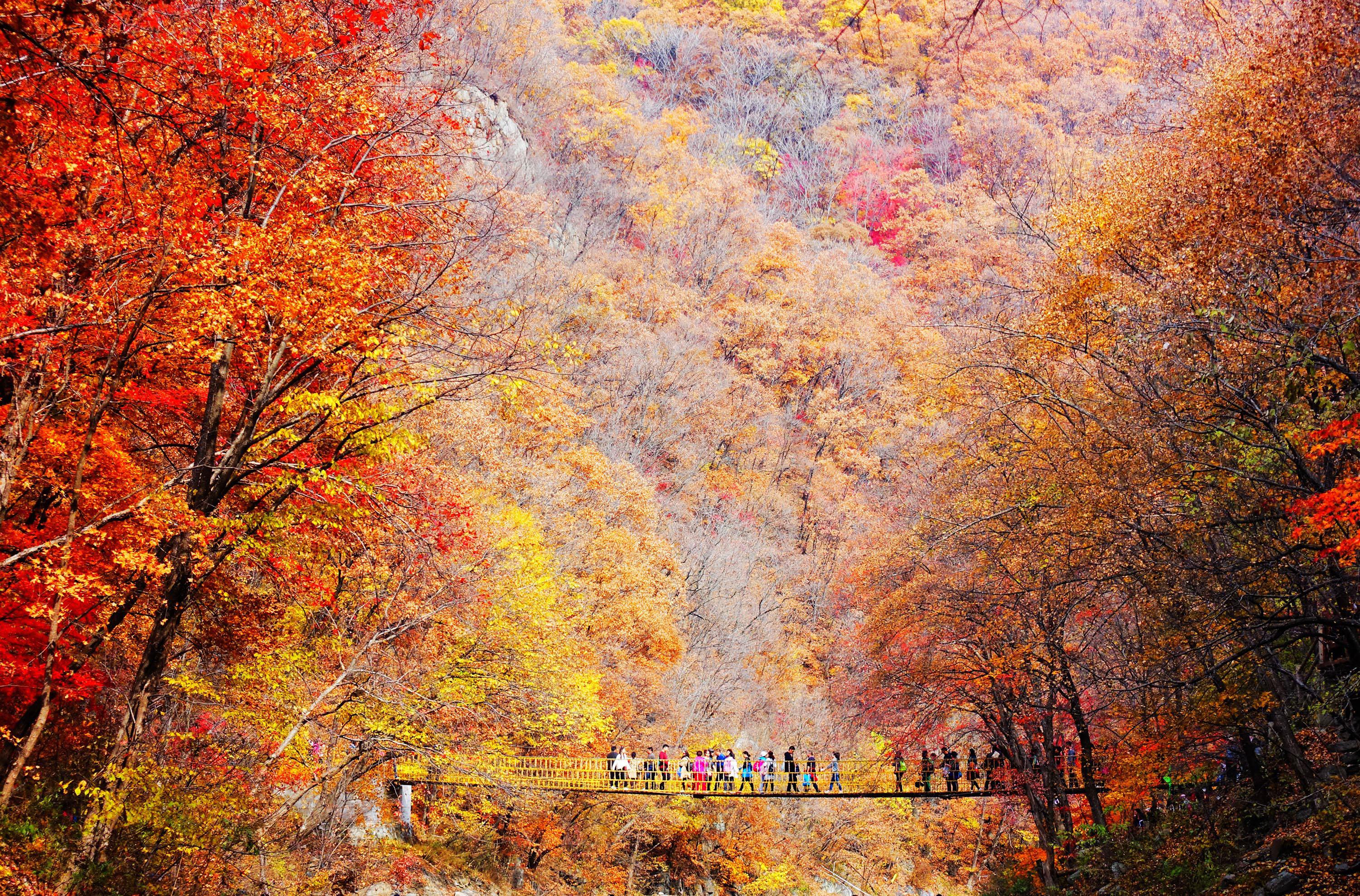 Fall Colors Light Up Liaoning Province China