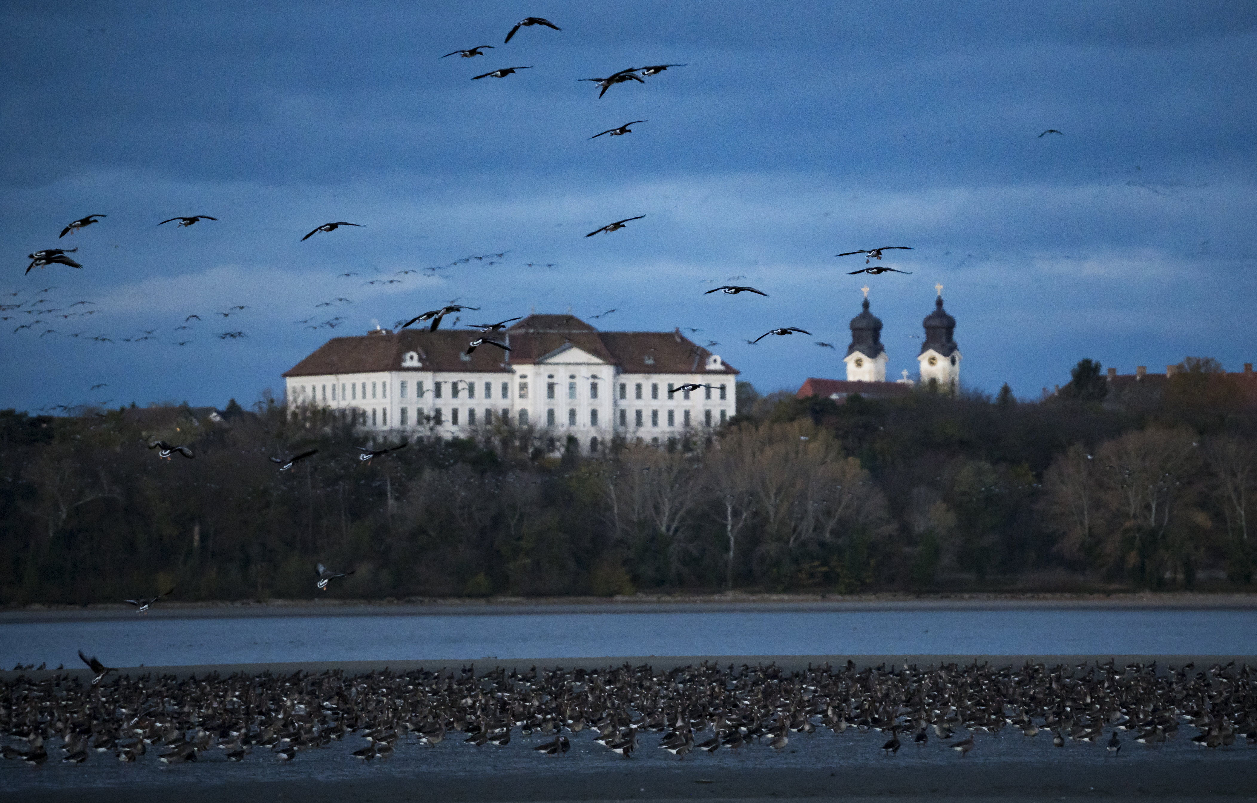 Lélegzetelállító fotók: így gyülekeztek a vadludak Tatán - hamarosan eltűnnek és sokáig nem látjuk őket