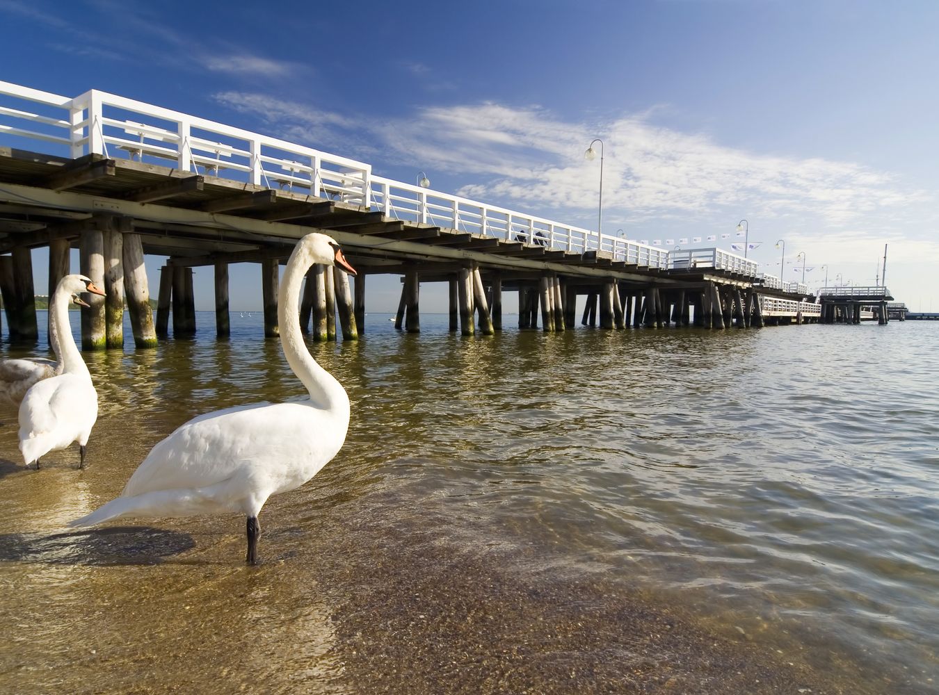 Sopot również otrzymał odznaczenie Błękitnej Flagi. Przyznano je dla plaży Koliba. Ponadto w tegorocznej edycji raportu Onetu: najlepsze plaże w Polsce, Sopot zajął najwyższe miejsce z całego Trójmiasta. W ogólnym rankingu miasto uplasowało się na 7. miejscu. Na zdjęciu: znajdujące się w Sopocie, najdłuższe molo nad Morzem Bałtyckim