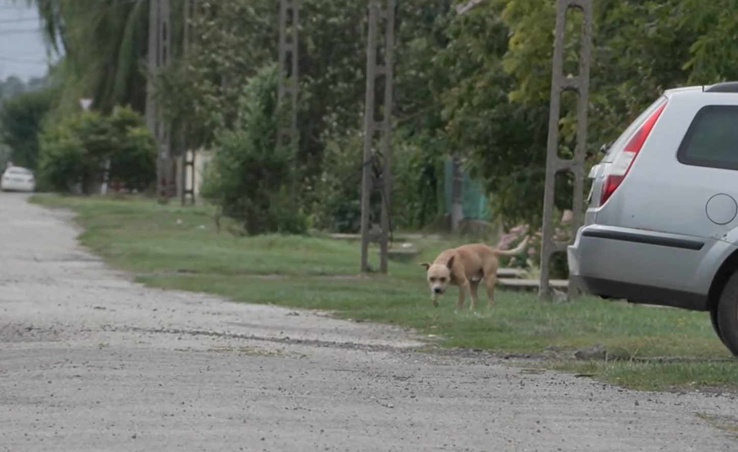 Rollerező kisgyermekre támadt egy megvadult kutya Borsodban – videó