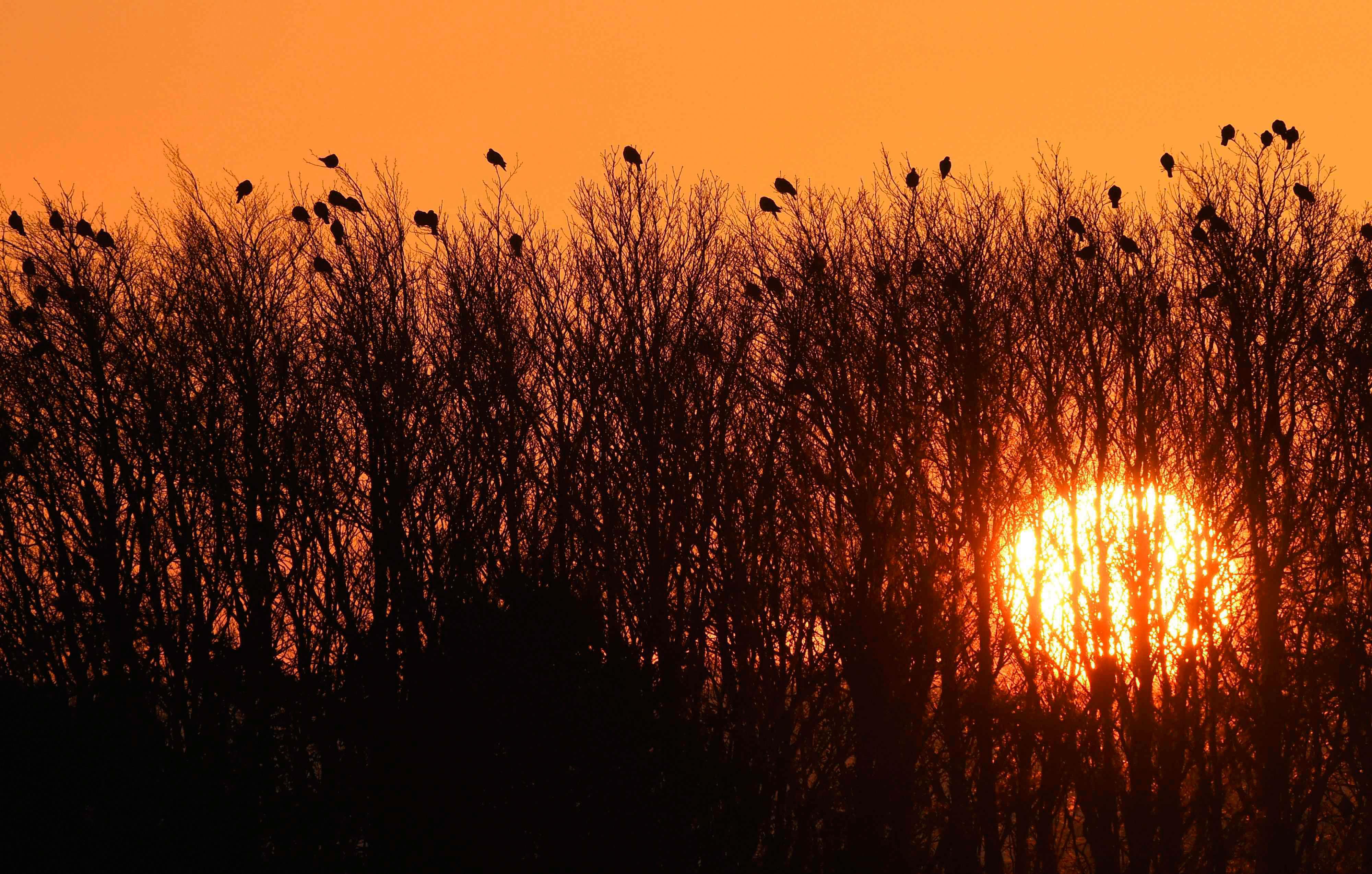 Birds roost in trees at sunrise near the coastline of The Wash near Snettisham in east Britain