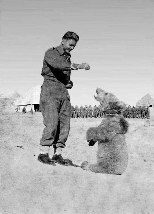 Niedźwiedź Wojtek