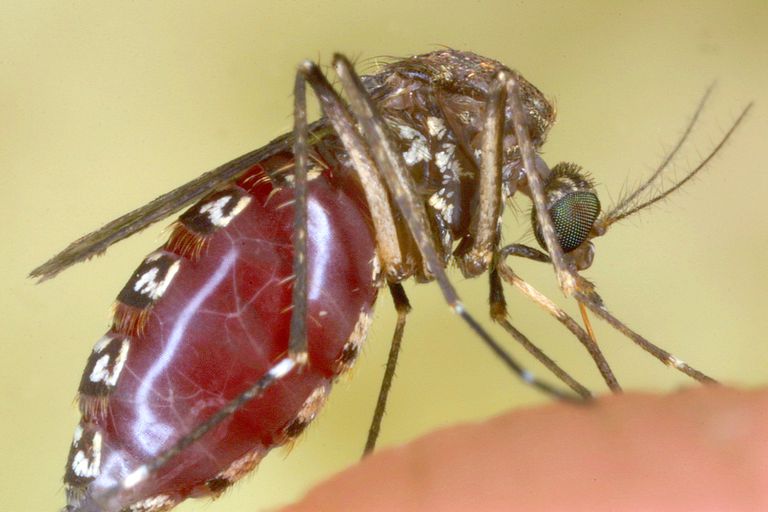 A closeup of an infected mosquito infecting someone with the malaria parasite