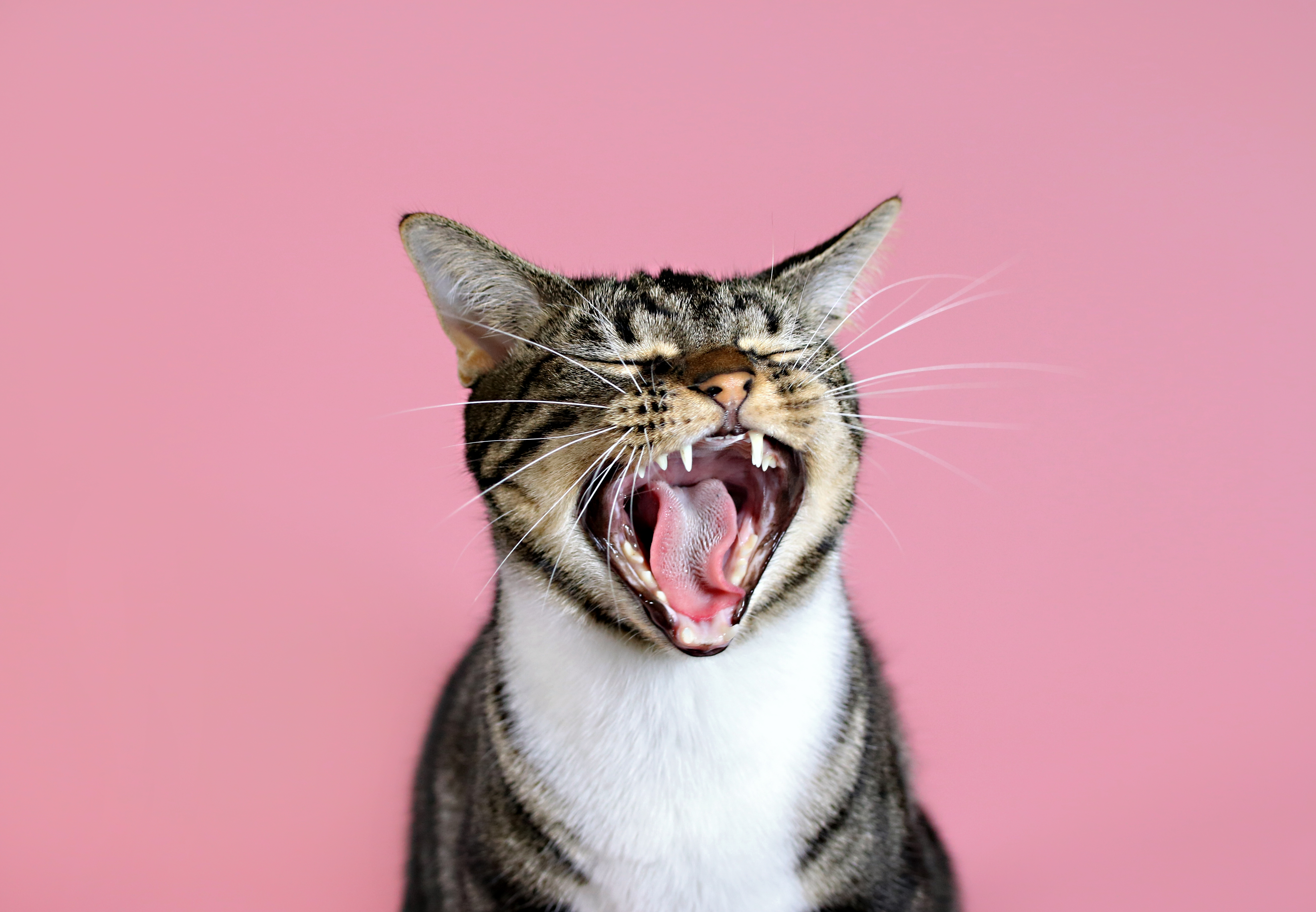 Macskapanasz: A hang, amit akkor ad ki a cicád, ha baja van - kiskegyed.hu