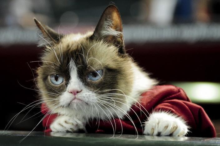 Szívszorító: így emlékezett meg legjobb barátja a világ leghíresebb  macskájáról, Grumpy Catről - Blikk