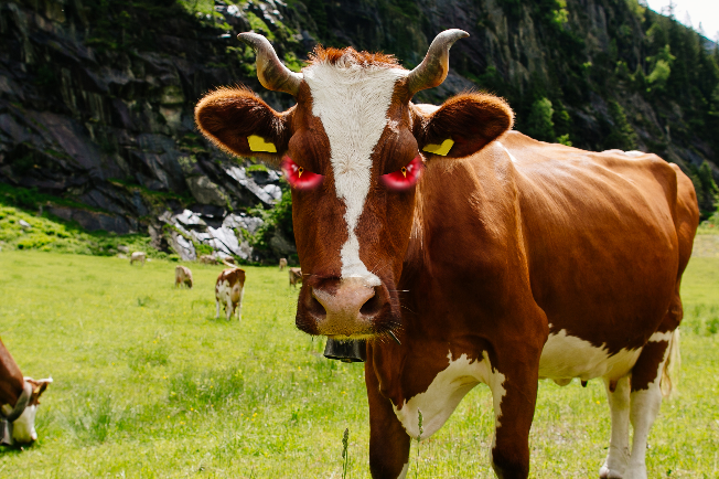 Döntött a bíróság a gazda ügyében, akinek a tehene megölt egy nőt