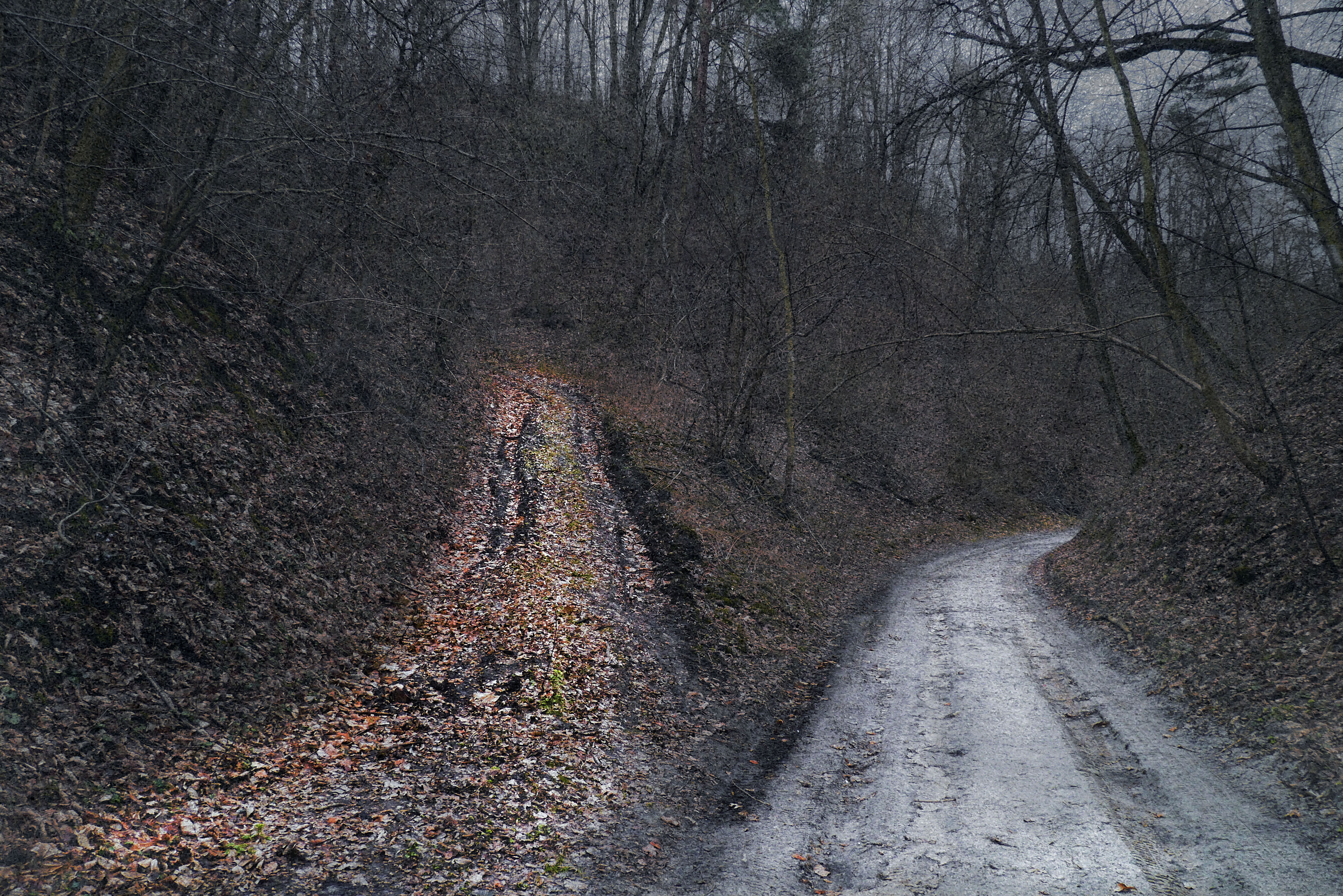 „Cztery pory roku” to tytuł wystawy oraz najnowszego albumu fotografa. Fotografie zostały wykonane na Lubelszczyźnie, gdzie artysta od paru lat mieszka. To polskie krajobrazy uwiecznione w różnych porach roku. Kilkanaście lat, które spędziłem na Antypodach – mówi autor – było to dla mnie z jednej strony wspaniałym doświadczeniem otwierającym człowieka na inną kulturę, z drugiej zaś rodziło nostalgię za miejscem naszej młodości i nie tylko. Klimat australijski pozbawia przybyszów z Europy wschodniej wyraźnego rytmu życia narzuconego przez pięknie zróżnicowane cztery pory roku. Ale zdjęcia z tego projektu to nie tradycyjna fotografia przyrodnicza. Autor zmienia kolorystykę, bawi się oświetleniem, aby zaskoczyć widza i zwrócić jego uwagę na elementy przyrody, które zostają niezauważone, gdy oglądamy realistyczne zdjęcia polskich krajobrazów.