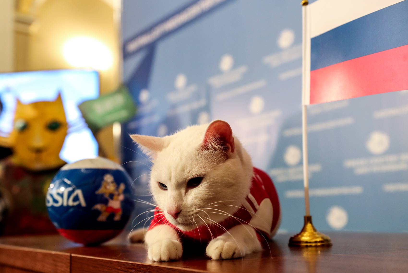 Foci-vb 2018: megint jósolt a süket macska, szinte már megvan, ki nyeri az  Oroszország–Egyiptomot - Blikk
