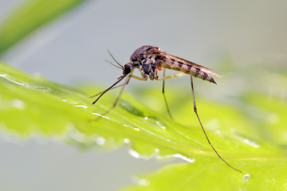 Így készítsen természetes szúnyogriasztó spray-t házilag | EgészségKalauz