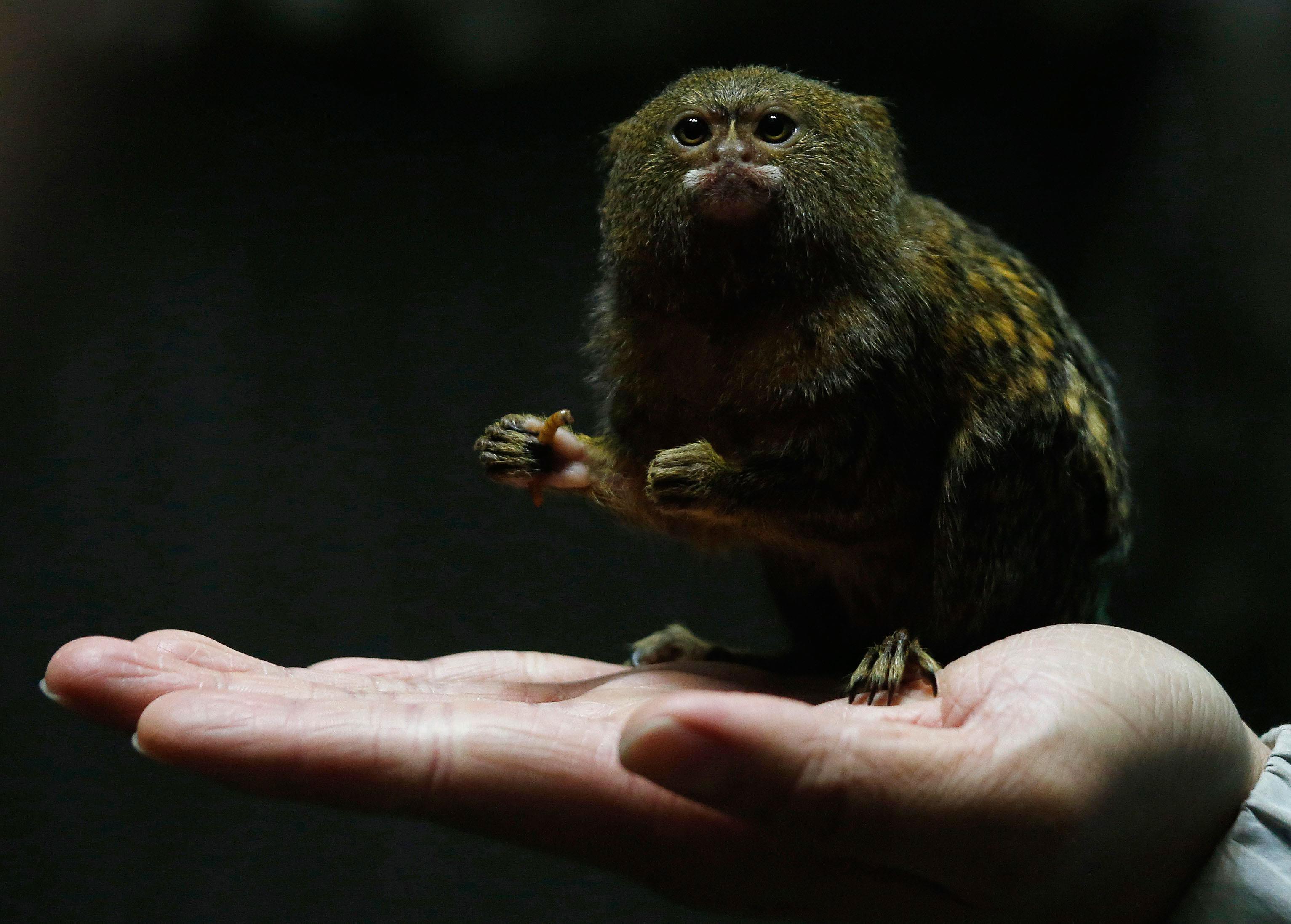 Hong Kong Ocean Park worker poses with a pygmy marmoset, the world's smallest monkey, in Hong Kong